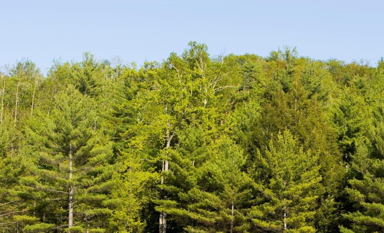 The trees at Moose Mountains.