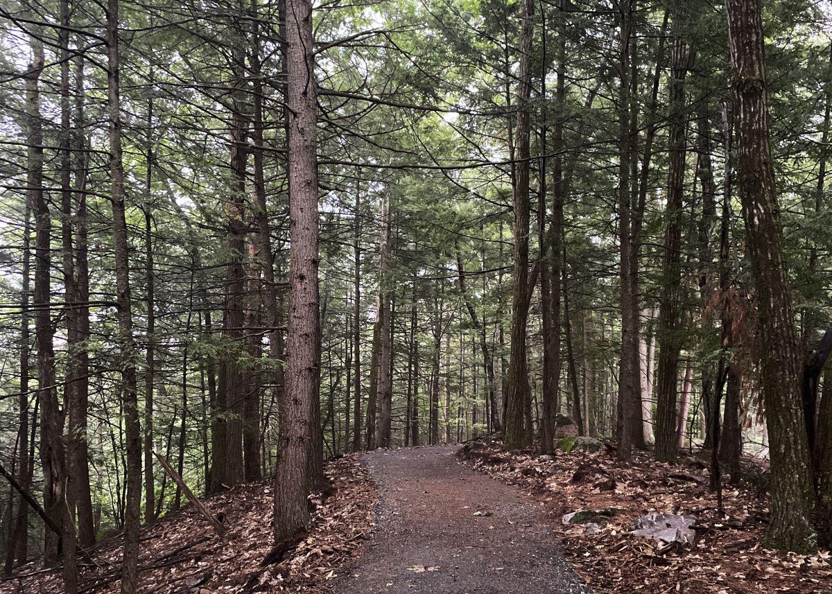 The new section of trail at Mt Major.