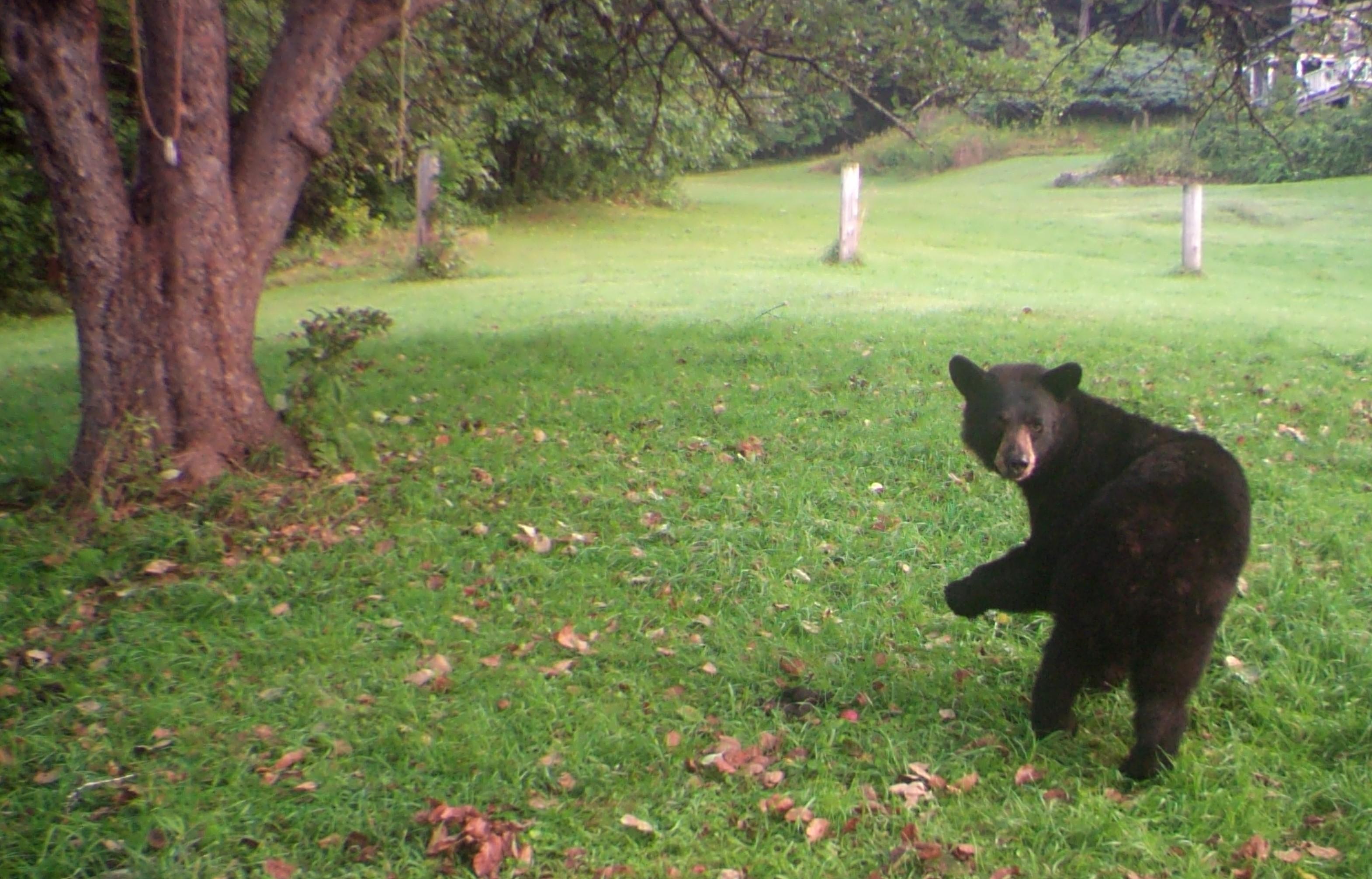 A bear looks at the wildlife camera during a search for apples.