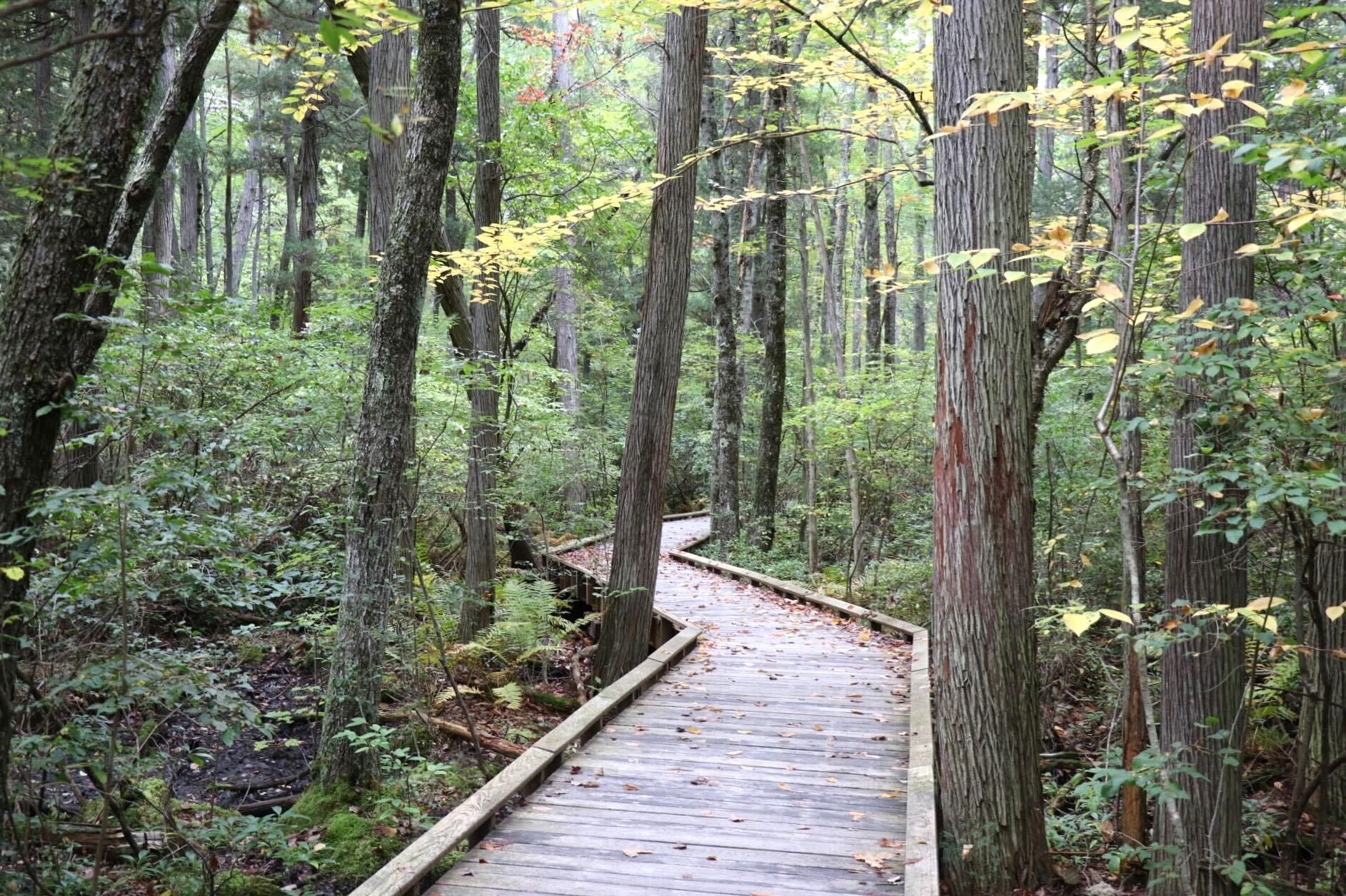 A boardwalk at the Manchester Cedar Swamp.
