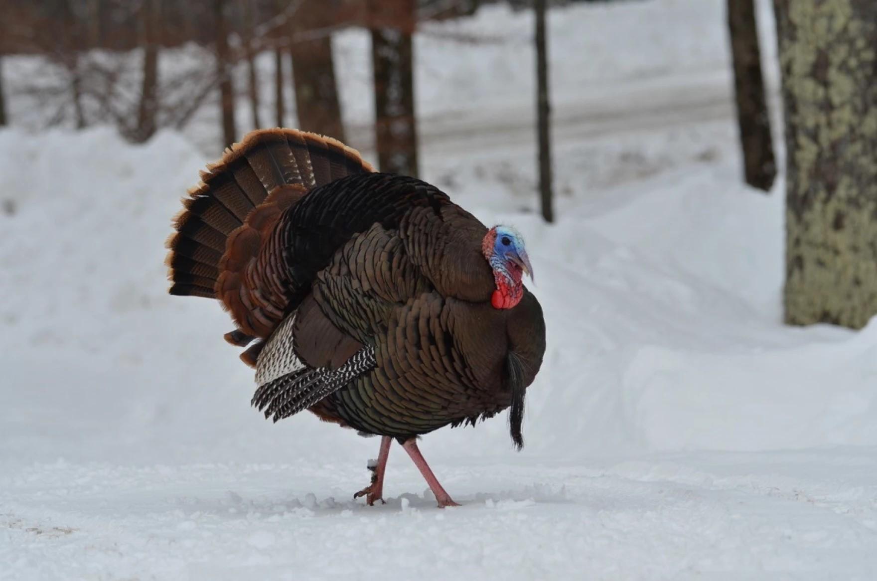 Male turkey walks across the snow