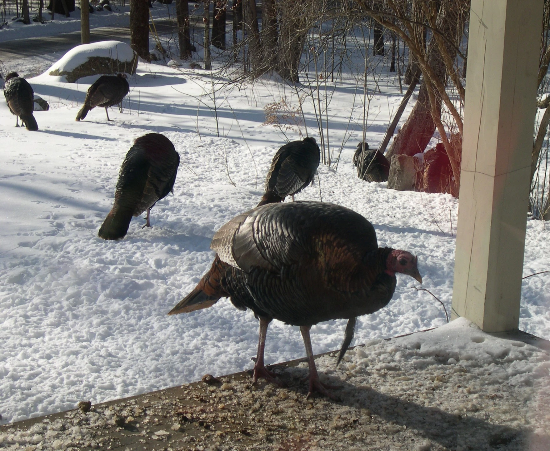 Male turkeys eating bird seed on a porch.
