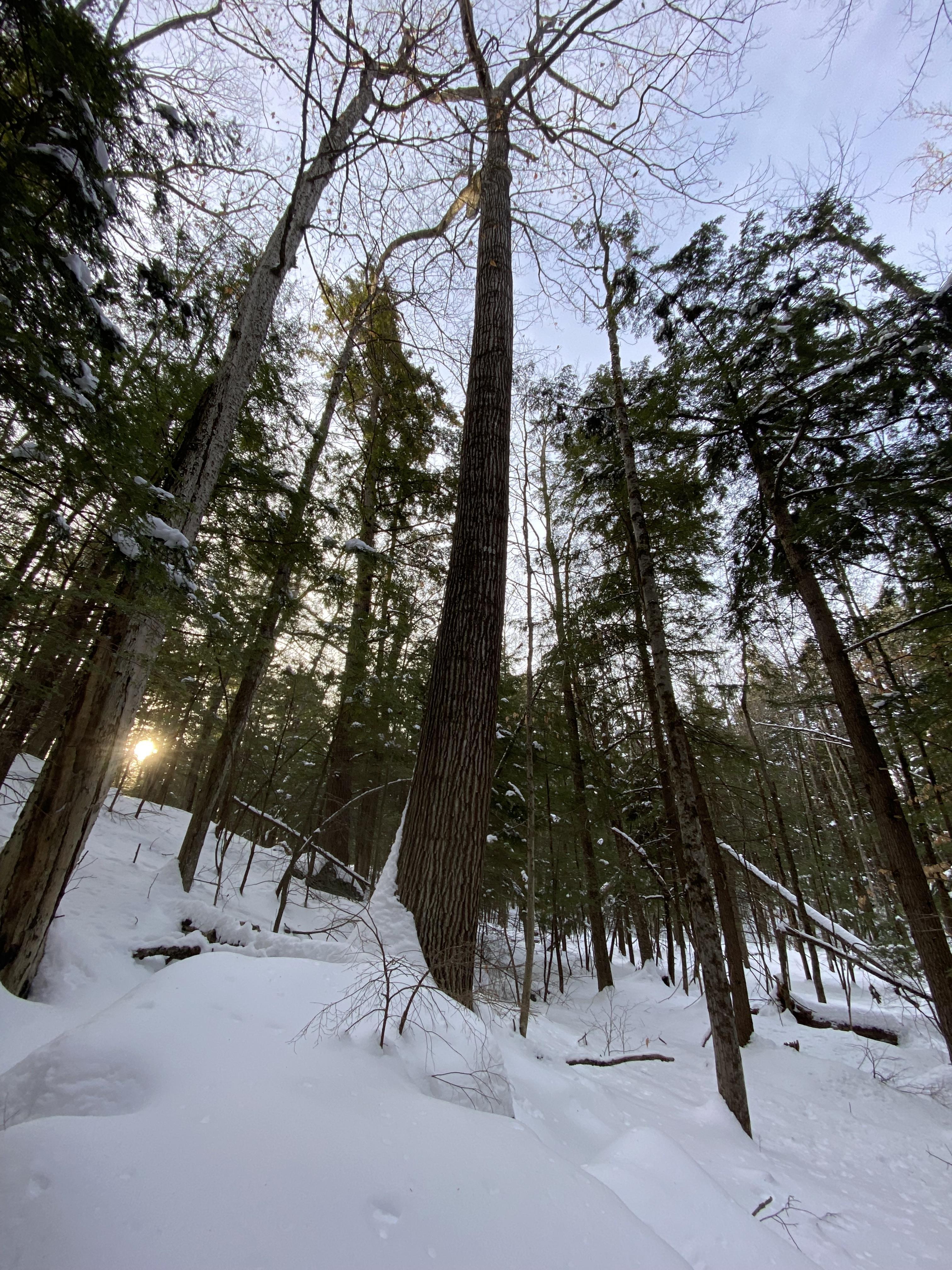 A snowy forest at sunrise