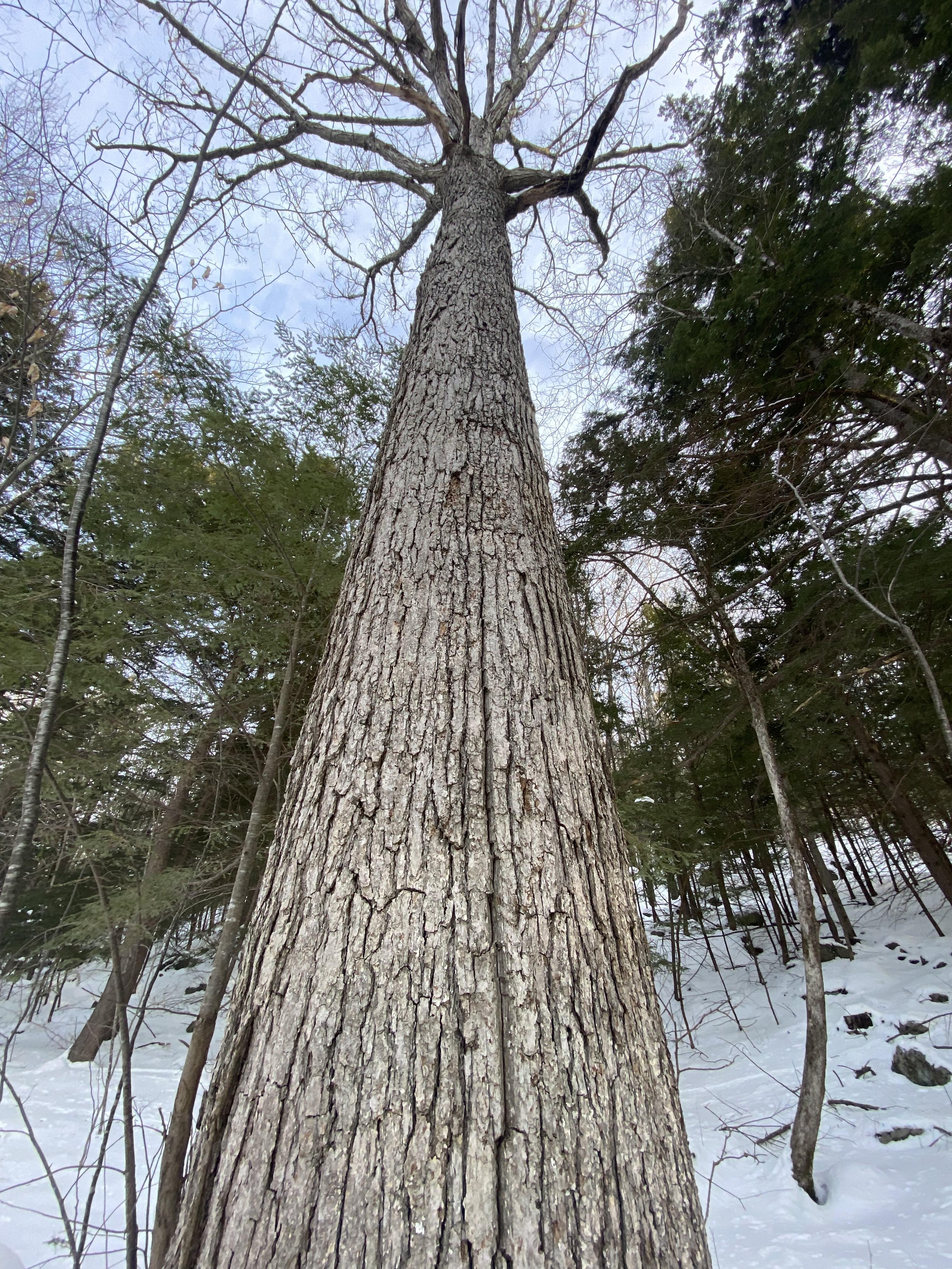 Large white oak tree without leaves in the winter.