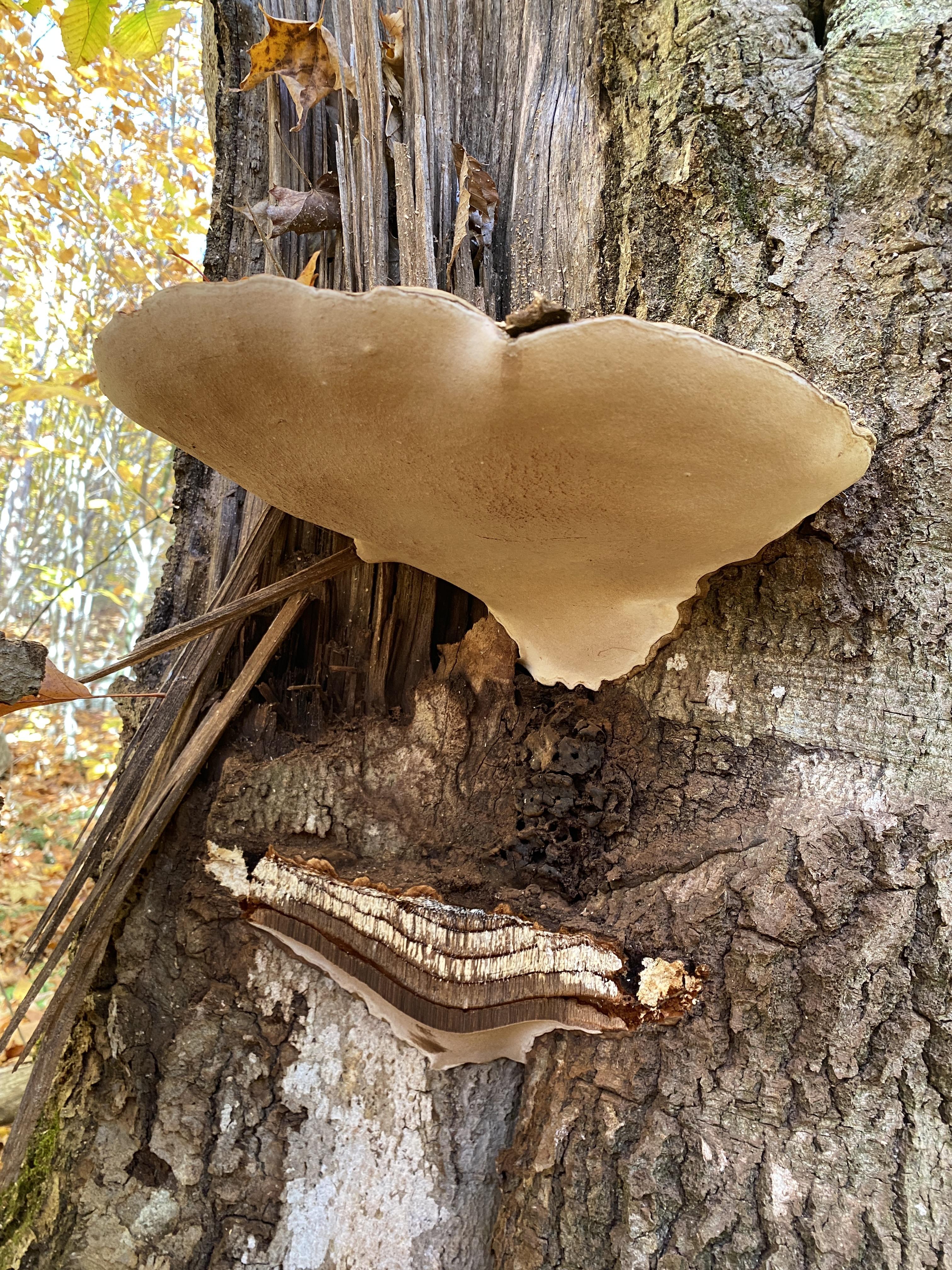 A large tan mushroom grows on the trunk of an old tree