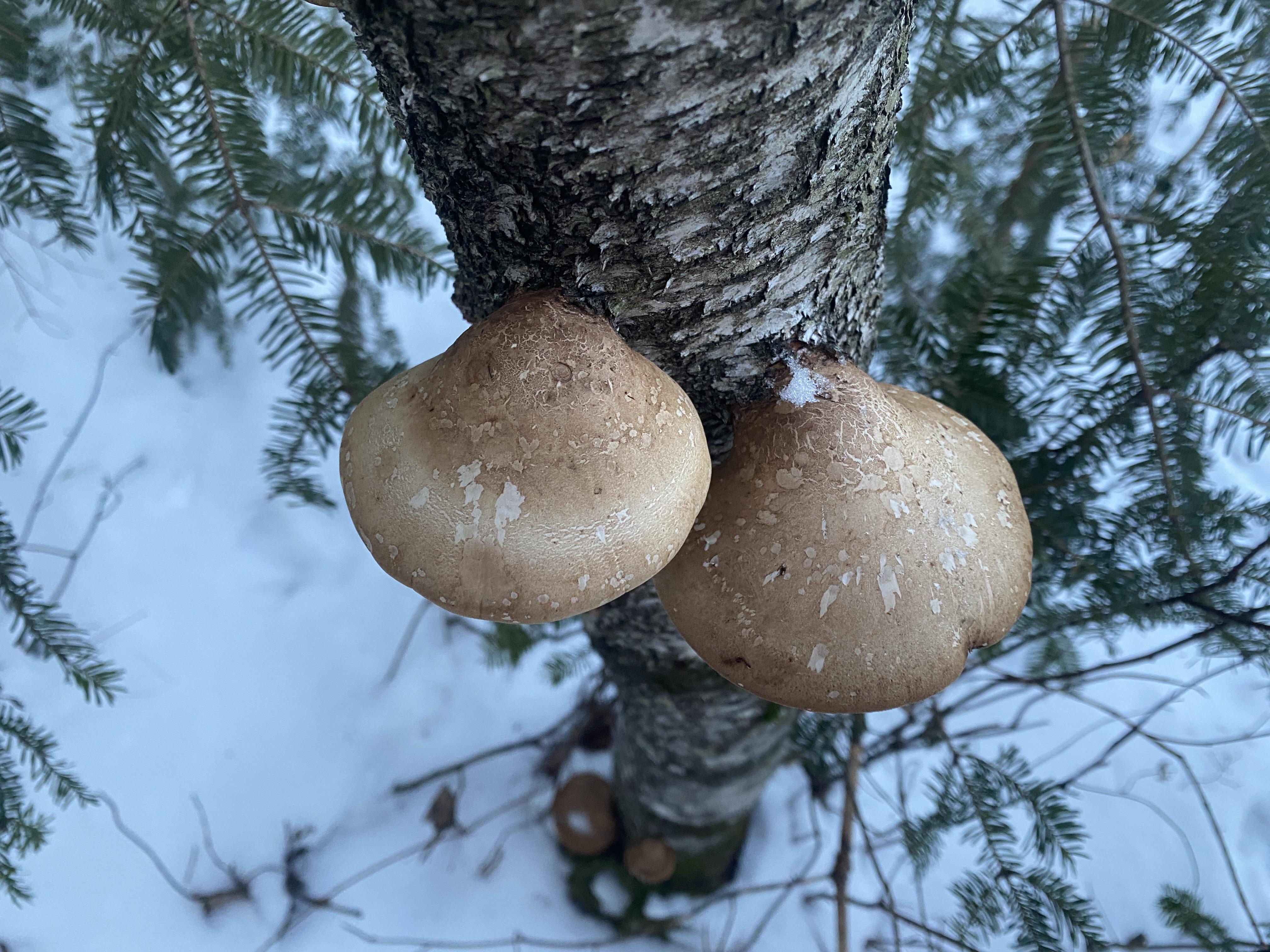 Two large tan mushrooms grow from a standing birch tree