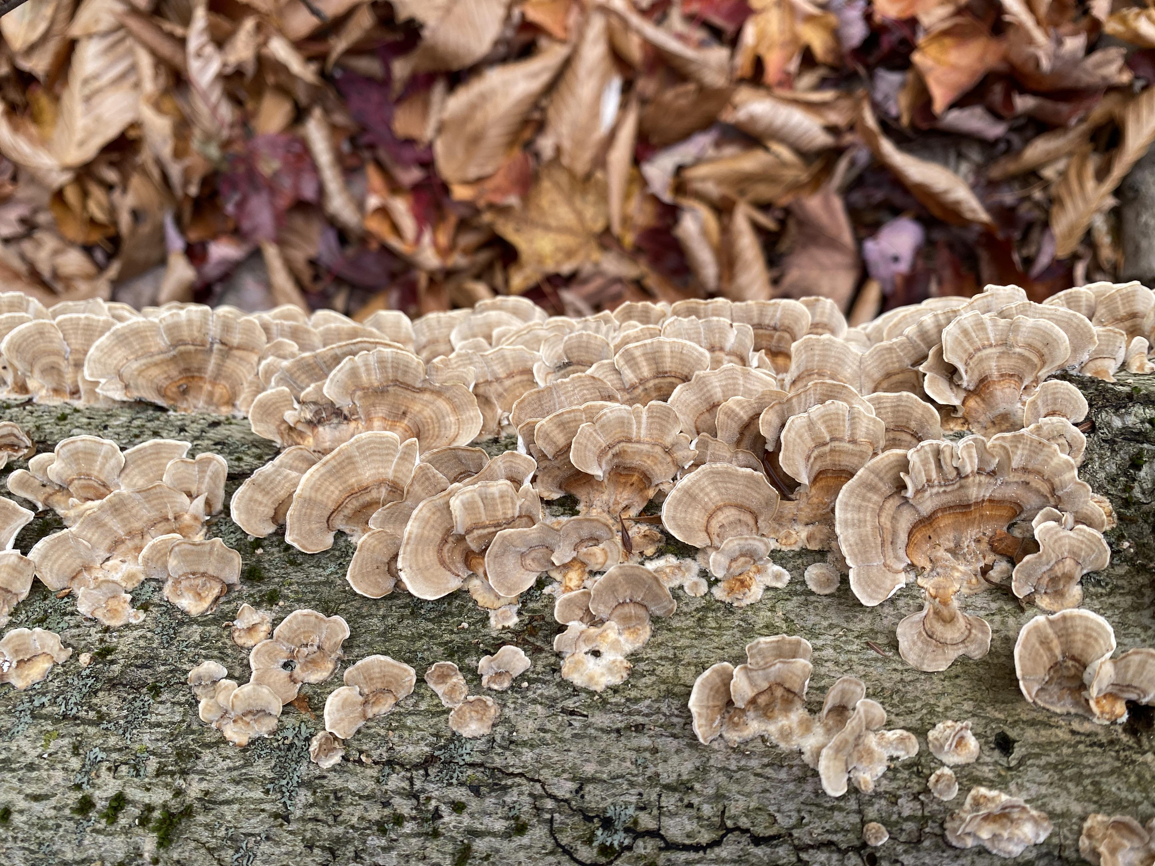 a row of tan colored mushrooms grow on a fallen log