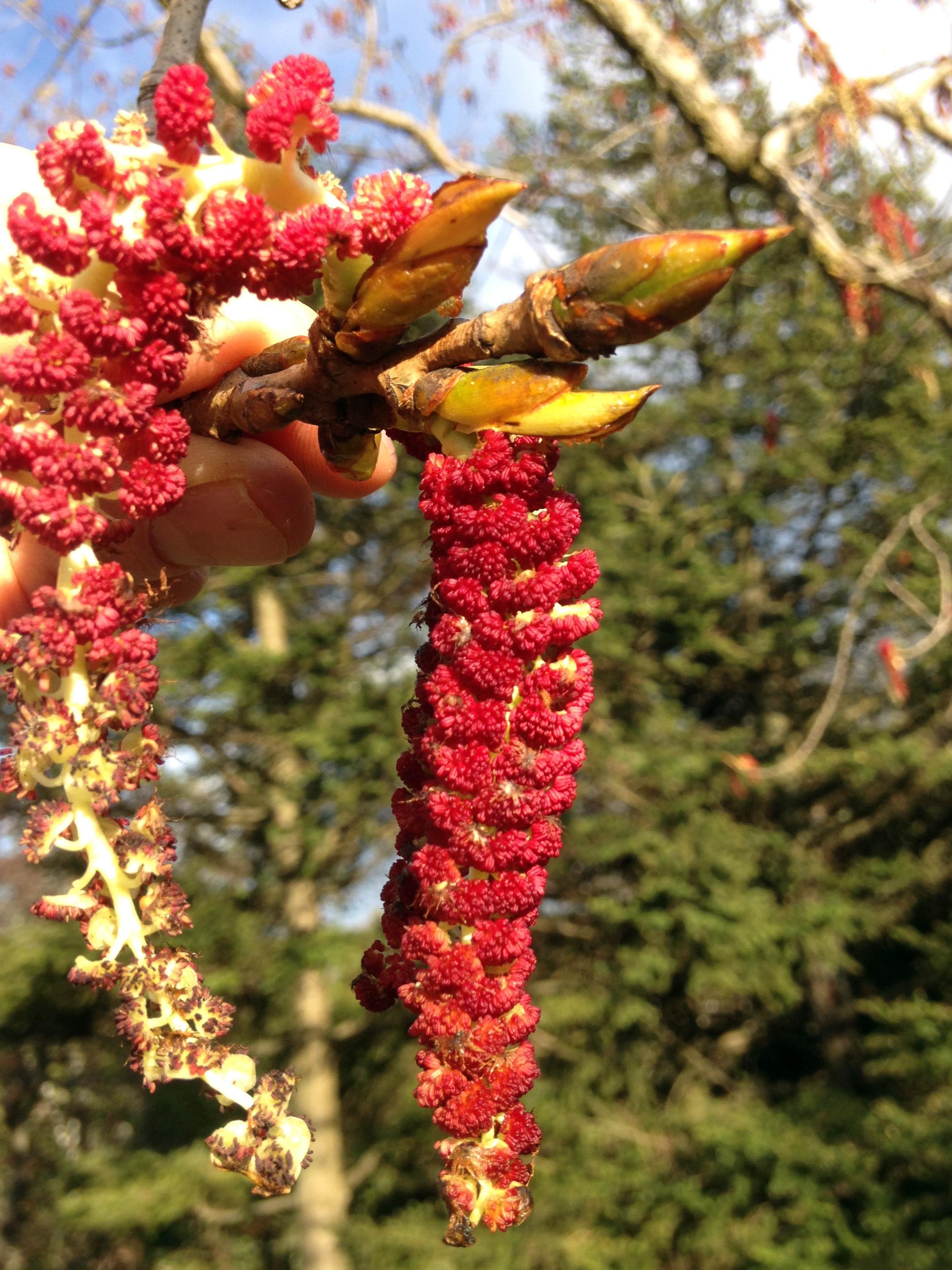 An Eastern Cottonwood catkin.