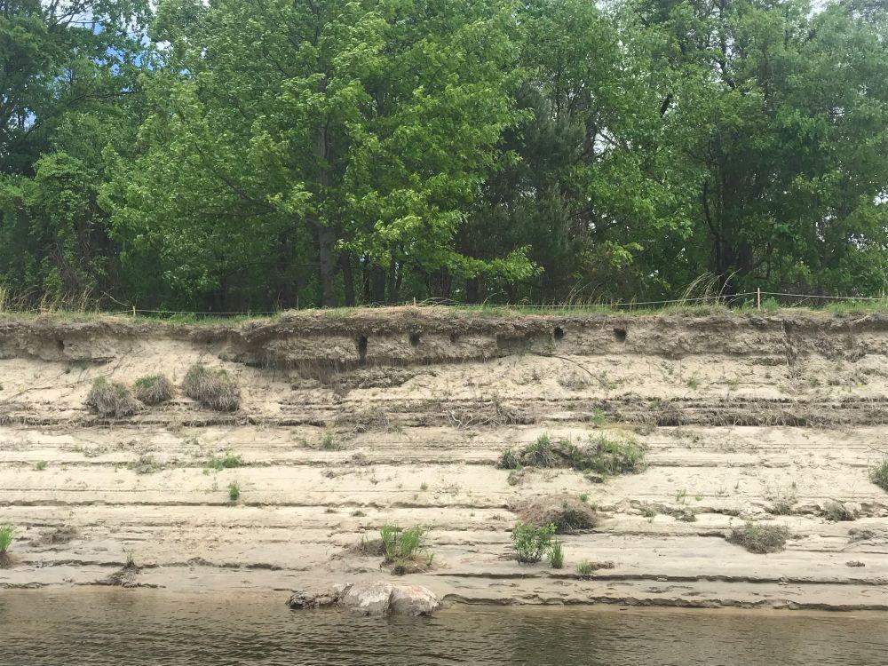 Yellow sanded river bank with trees growing along the edge