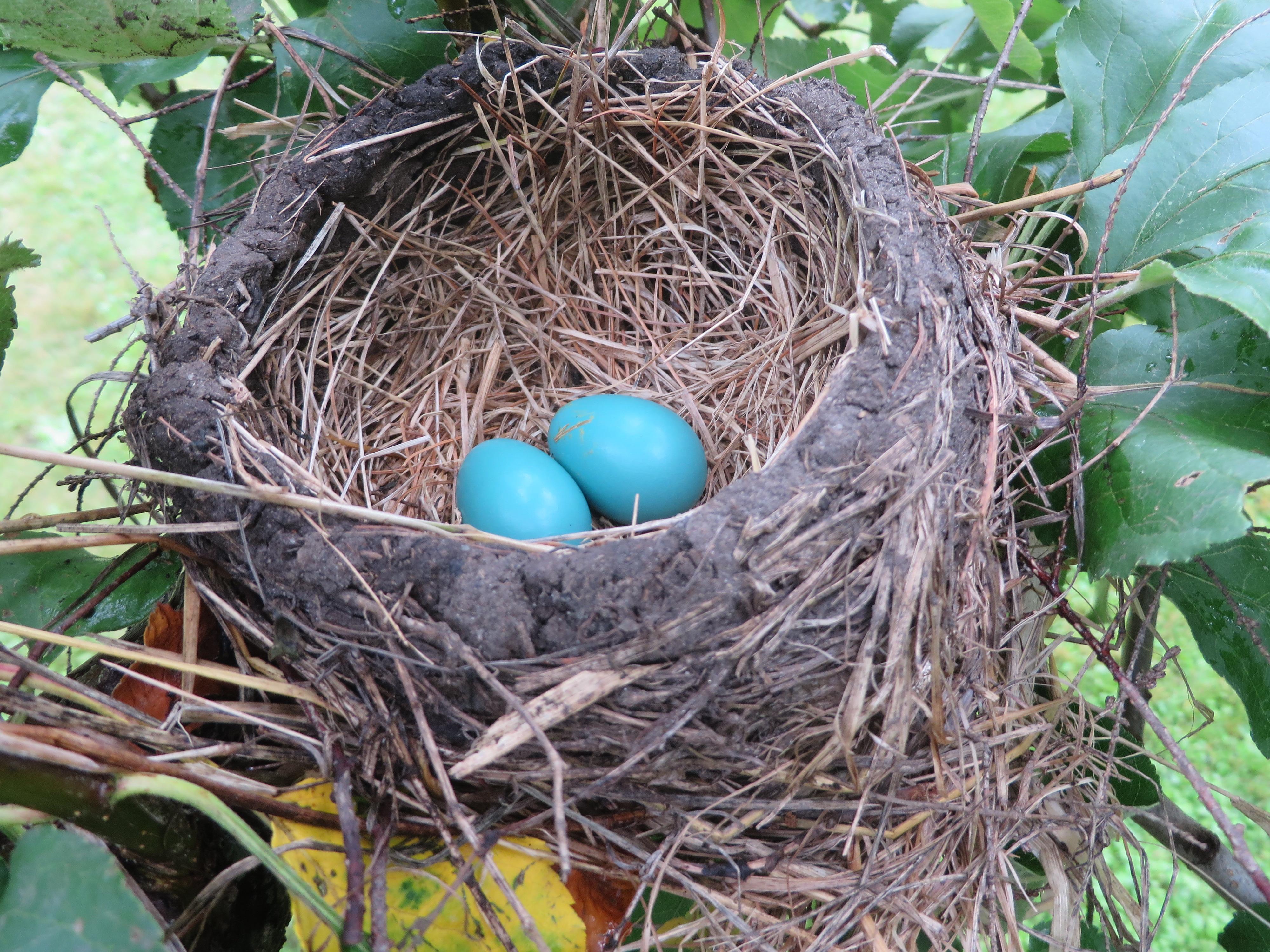 Two blue eggs in a bird's nest 