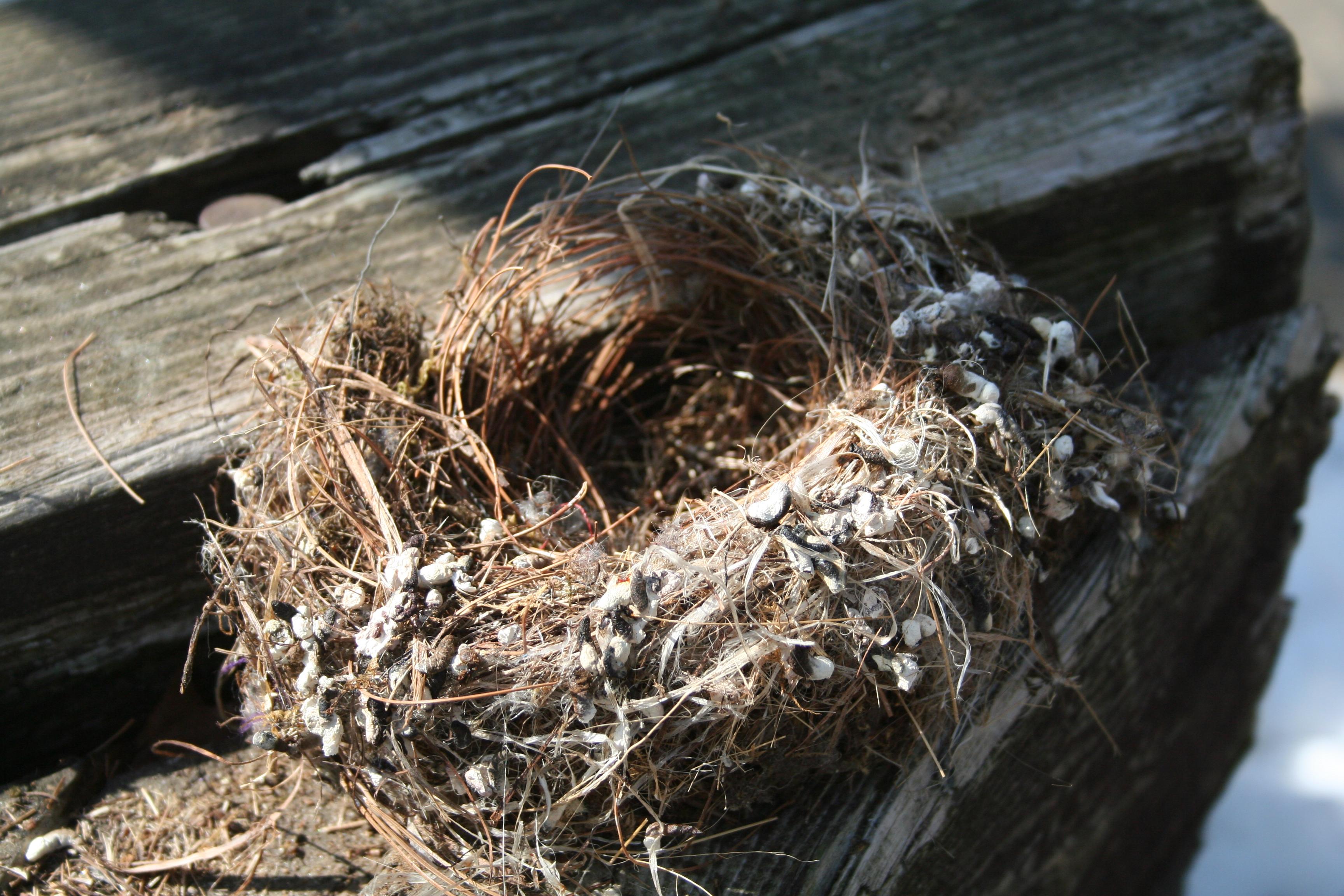 Bird's nest on an old wooden board. 