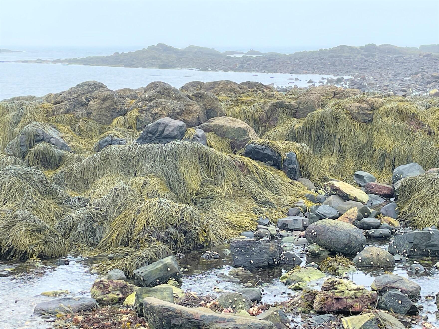 A foggy view of seaweed and rocks near Periwinkle Cove at Odiorne Point.