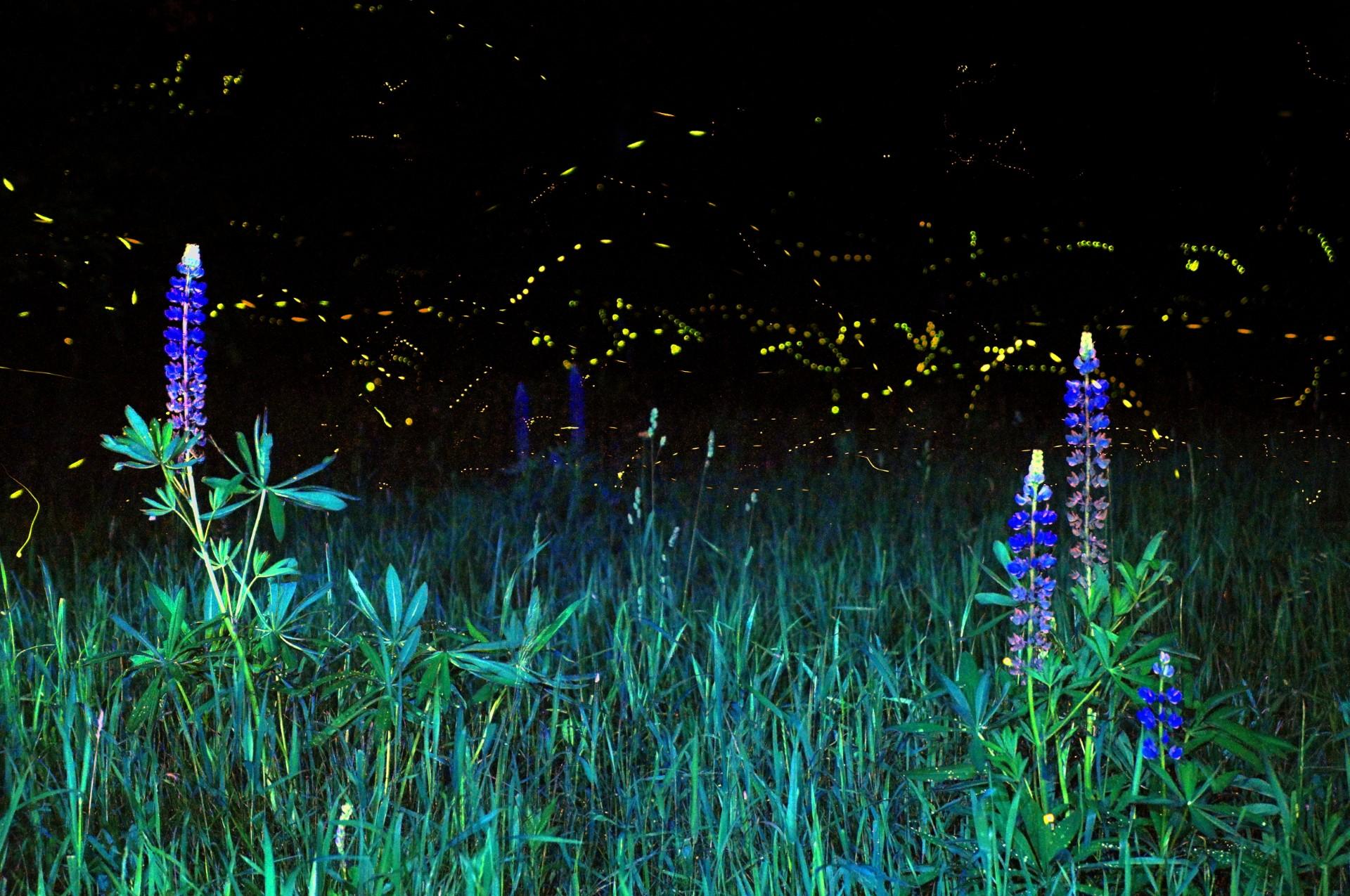 Fireflies