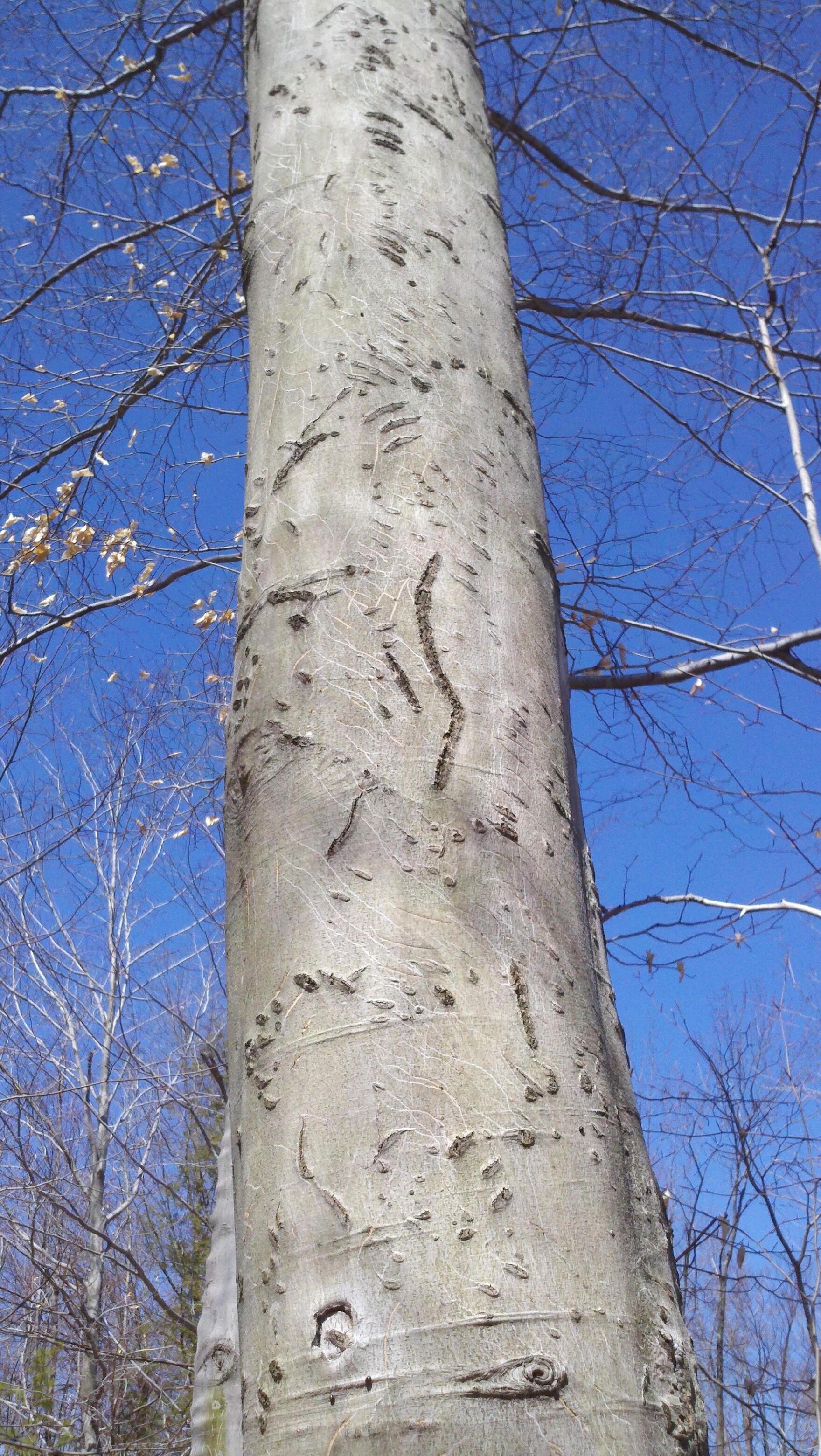 Bear claw marks on a beech tree.