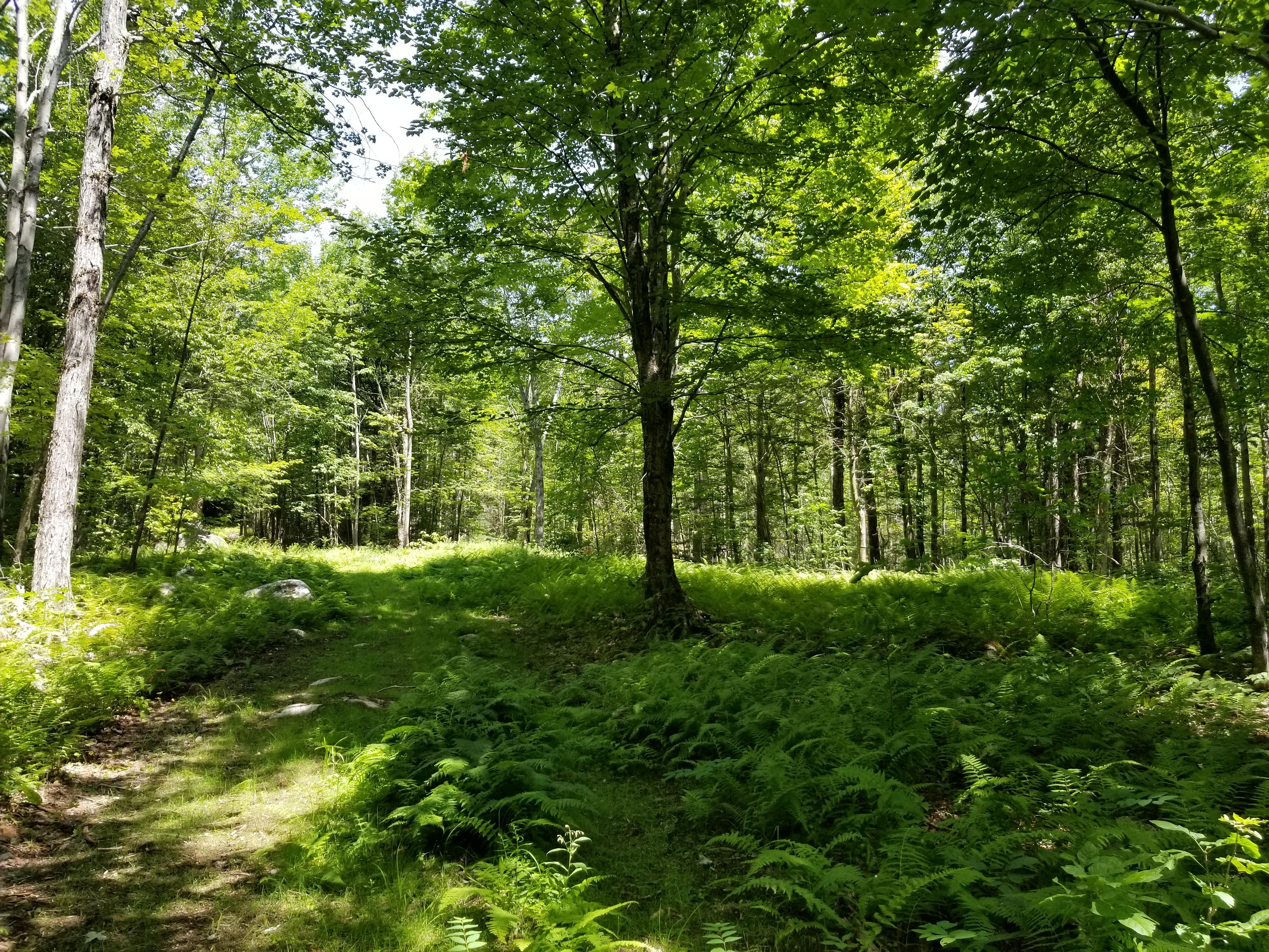 Northern hardwood forest.