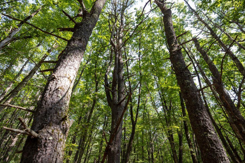 Trees