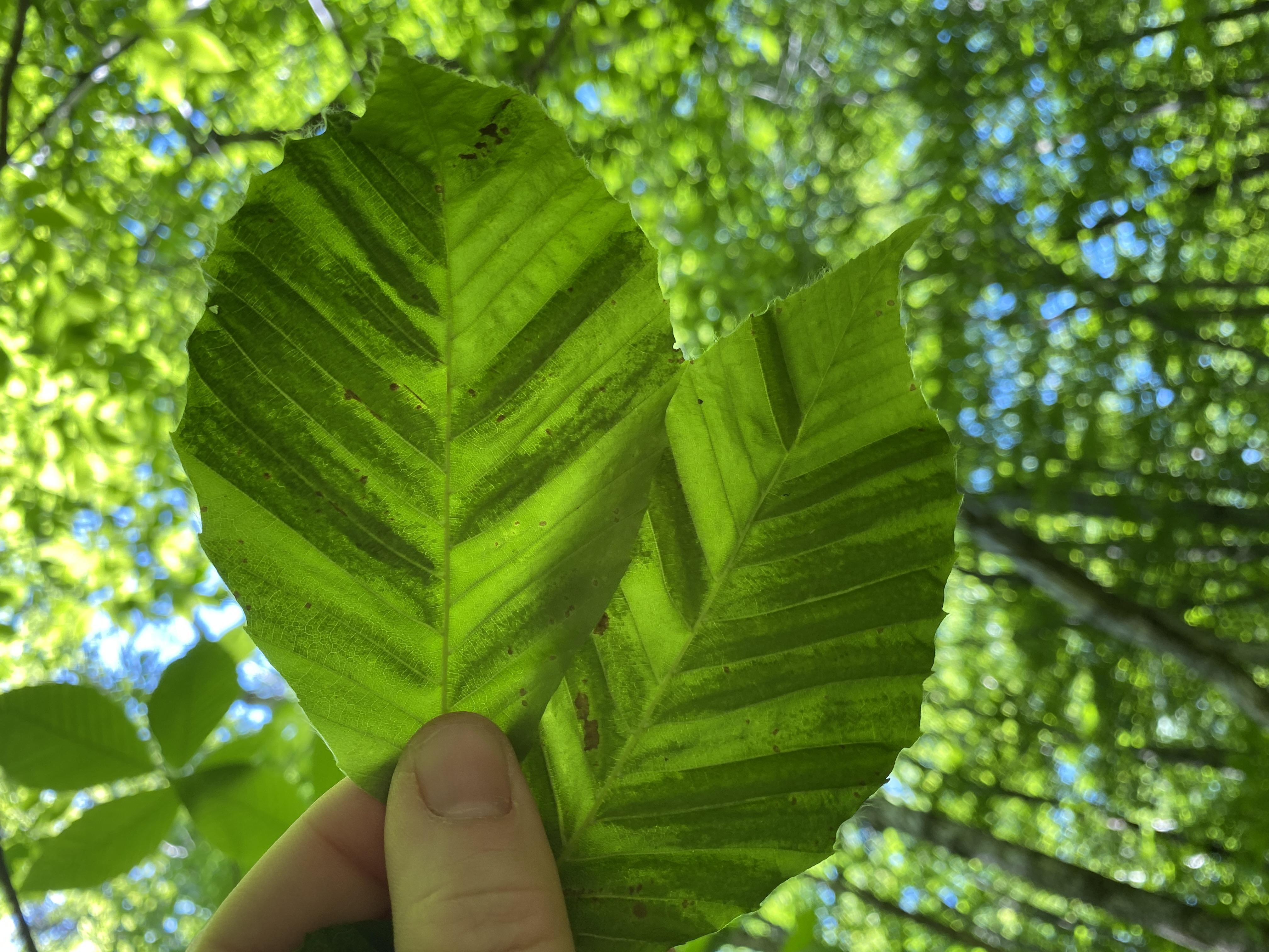 Beech Leaf Disease