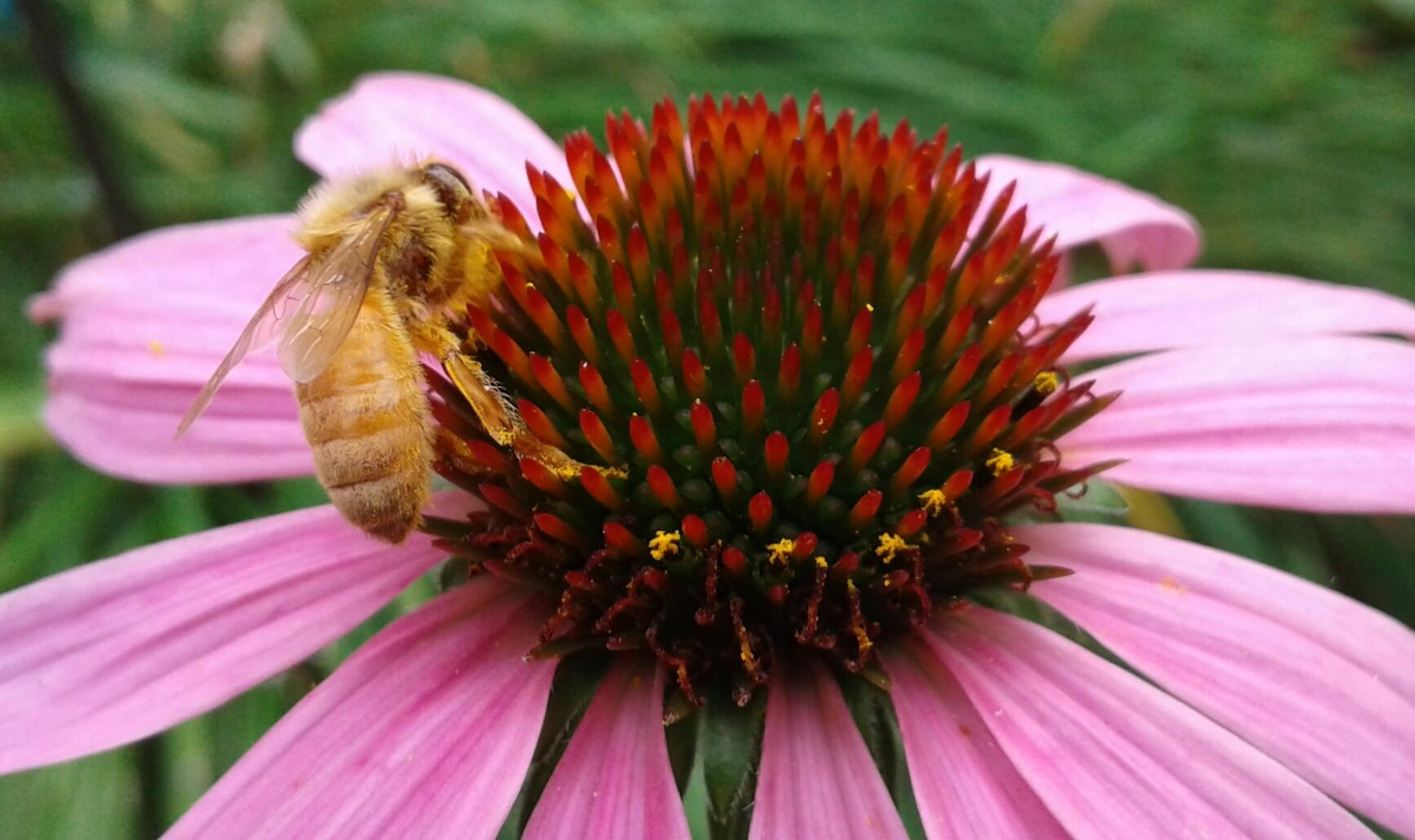 Honey Bee