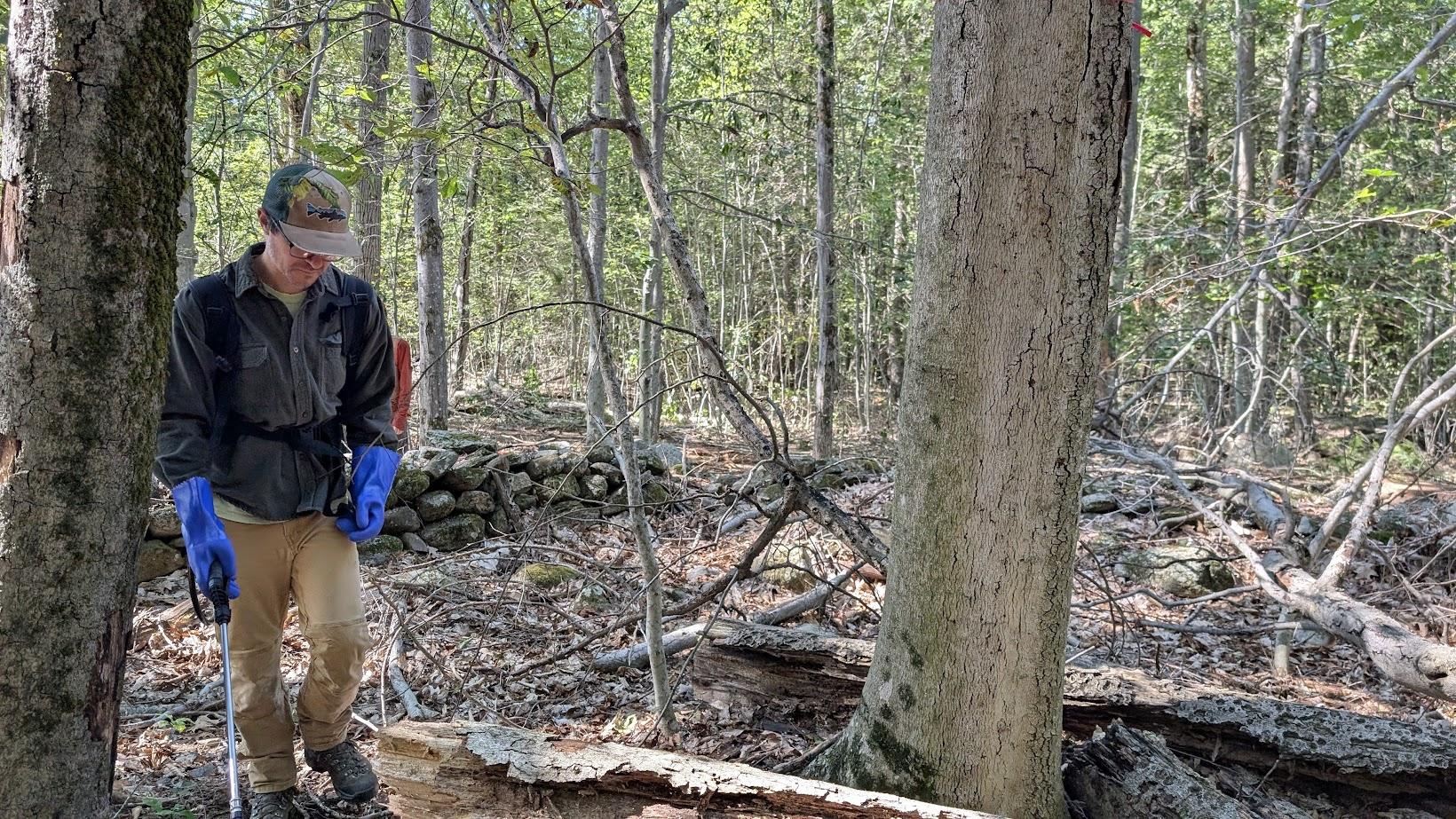 Treating beech leaf disease