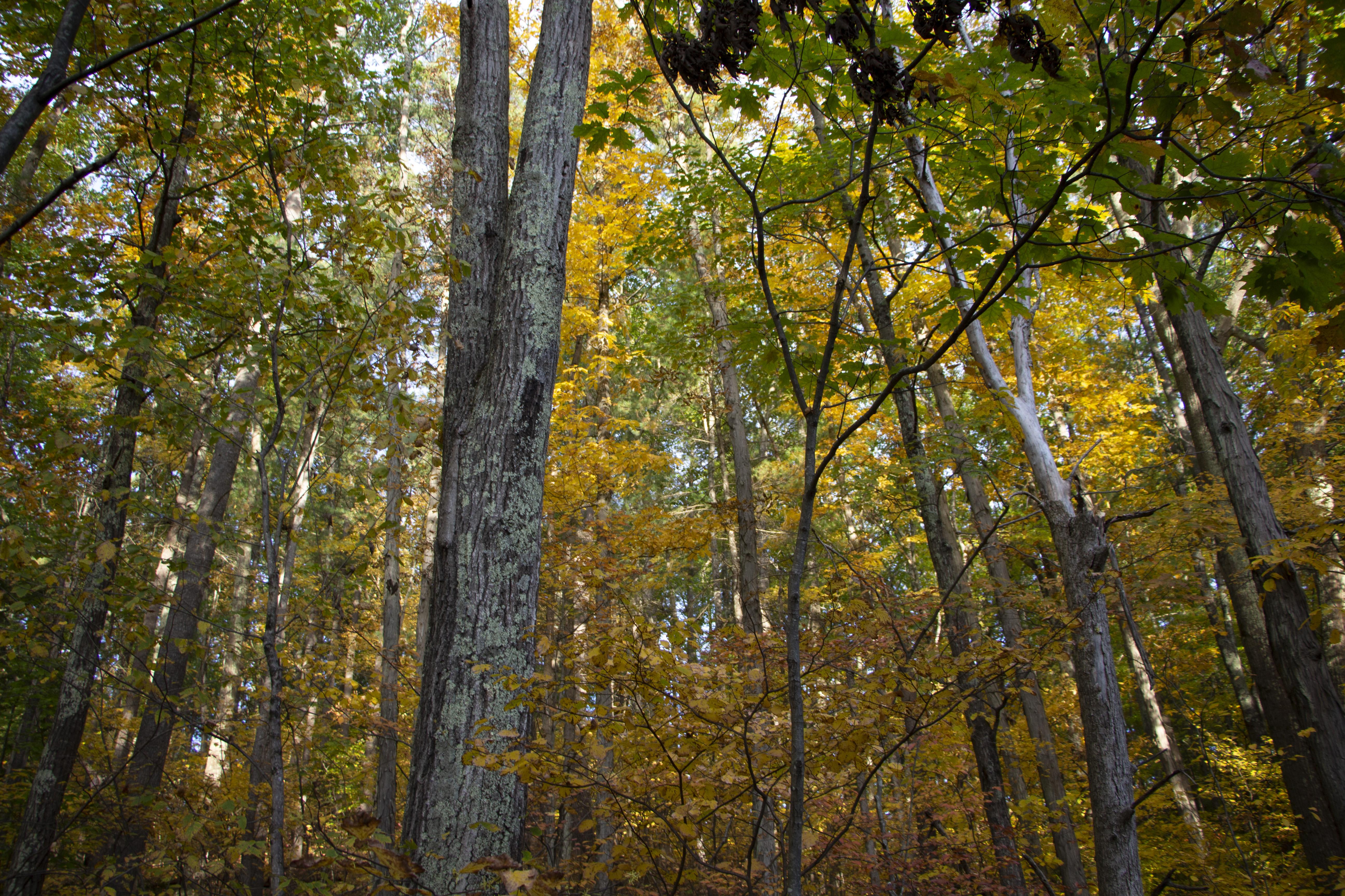 Floodplain in the fall