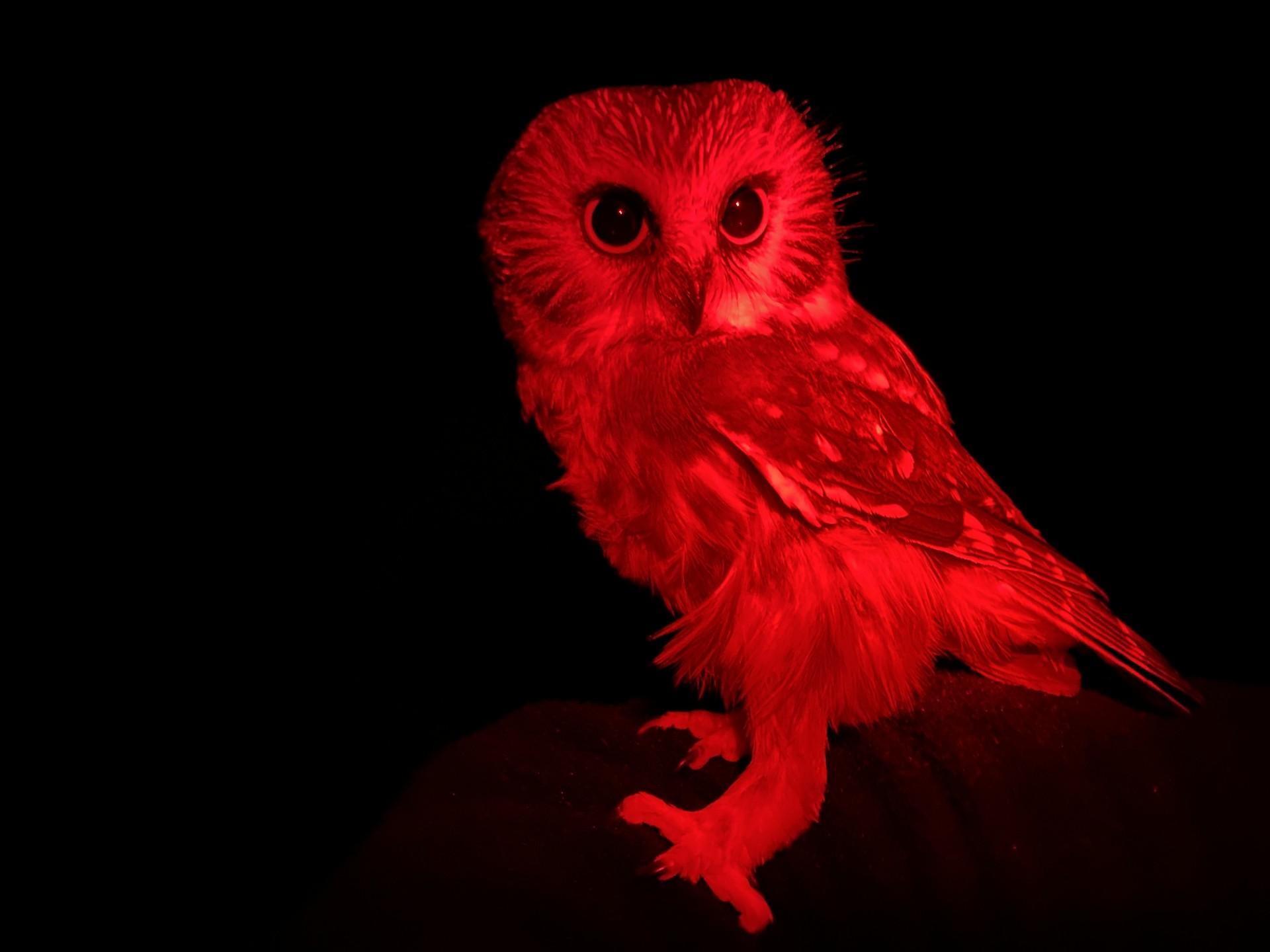 Owl