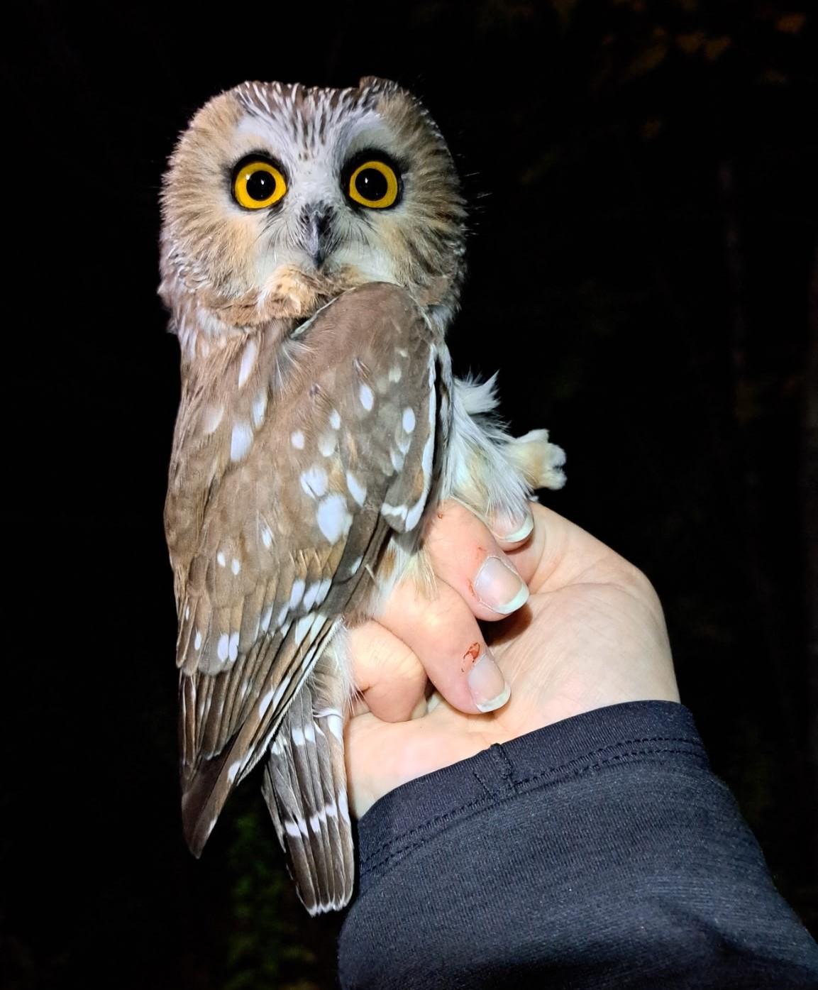 Northern Saw-whet Owl