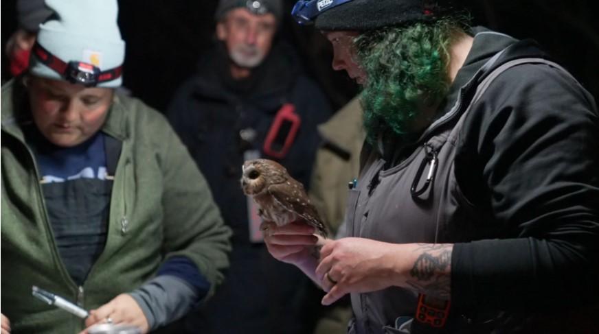 Owl banding