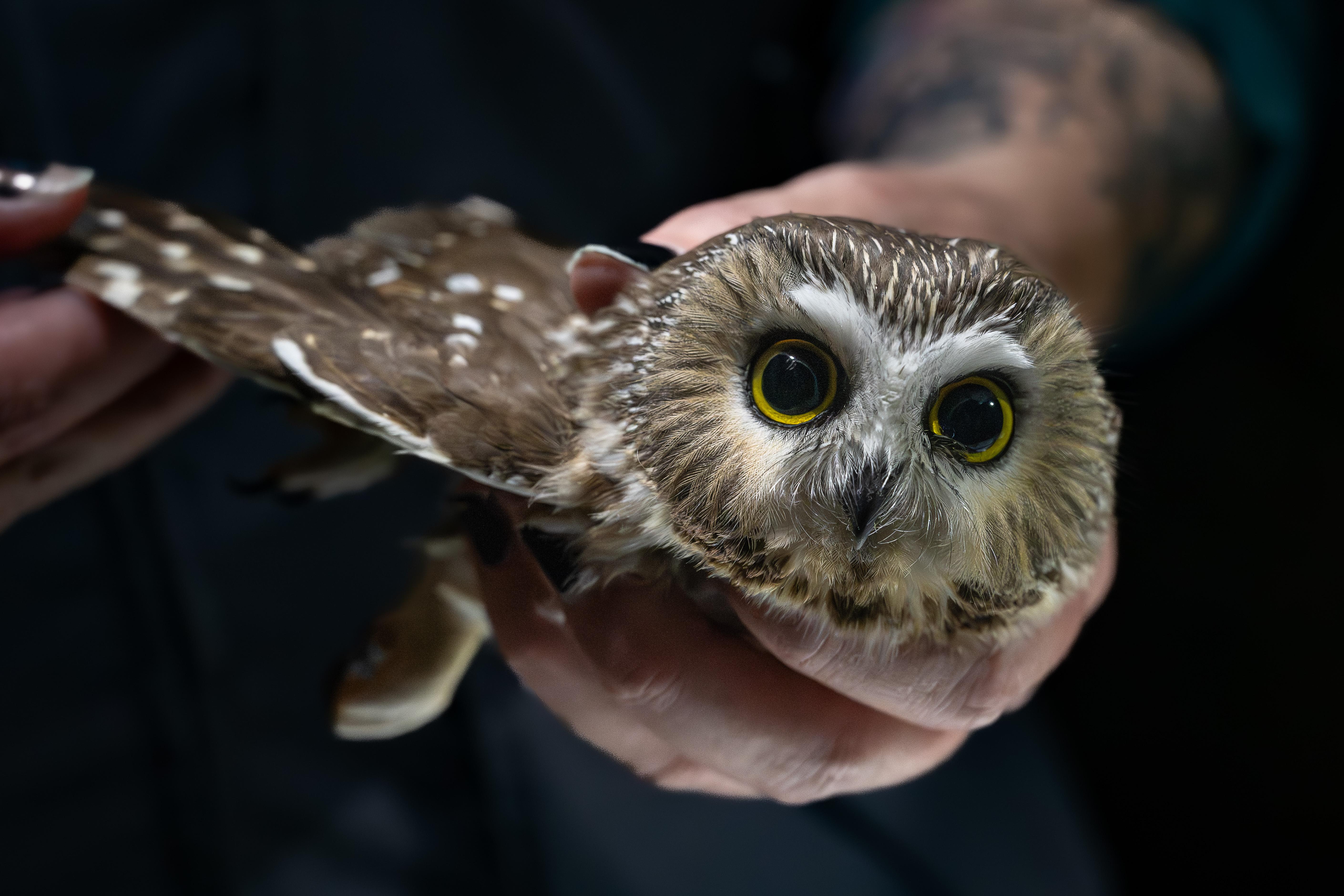 Northern saw-whet owl
