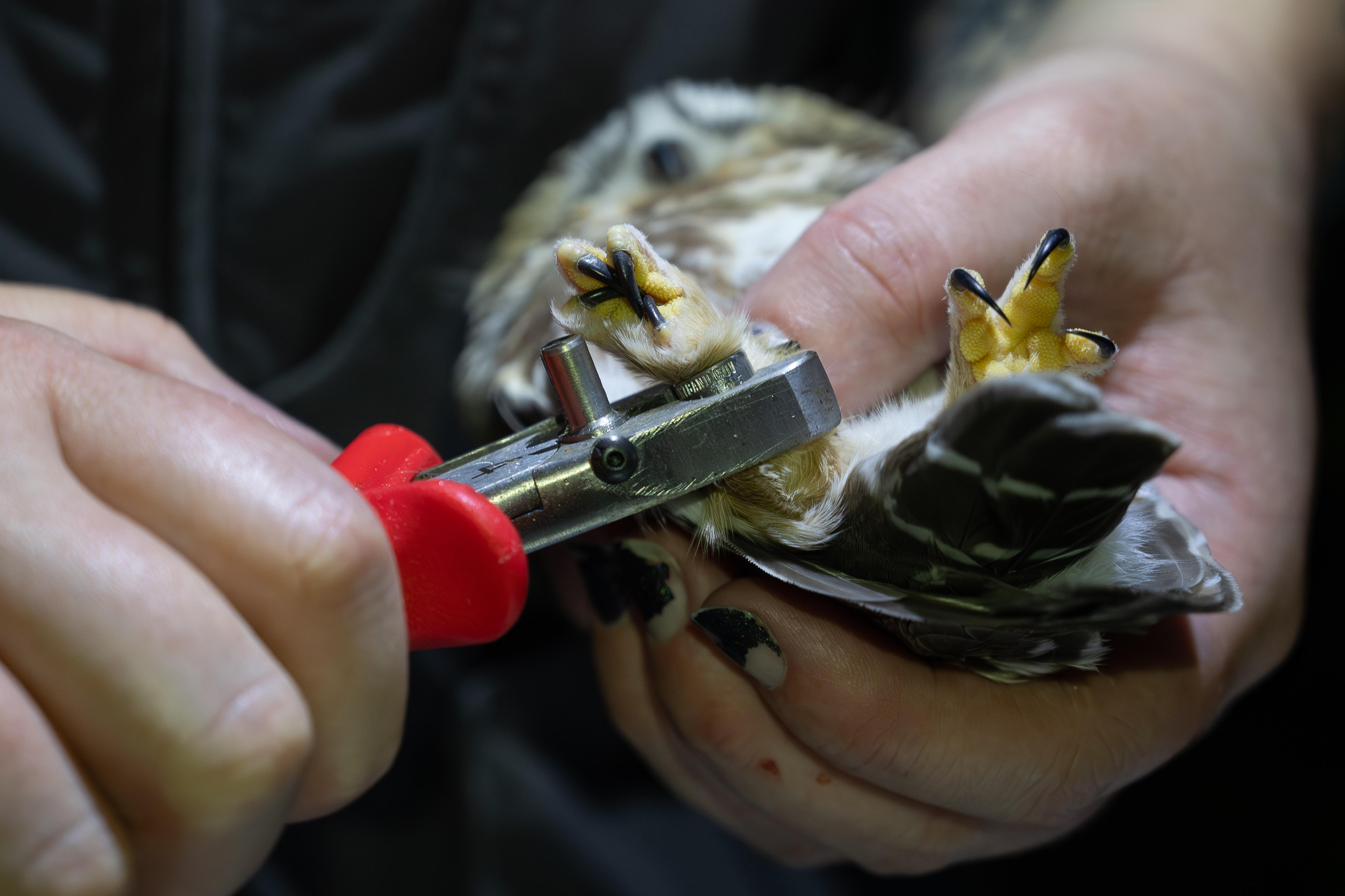 Northern saw-whet owl