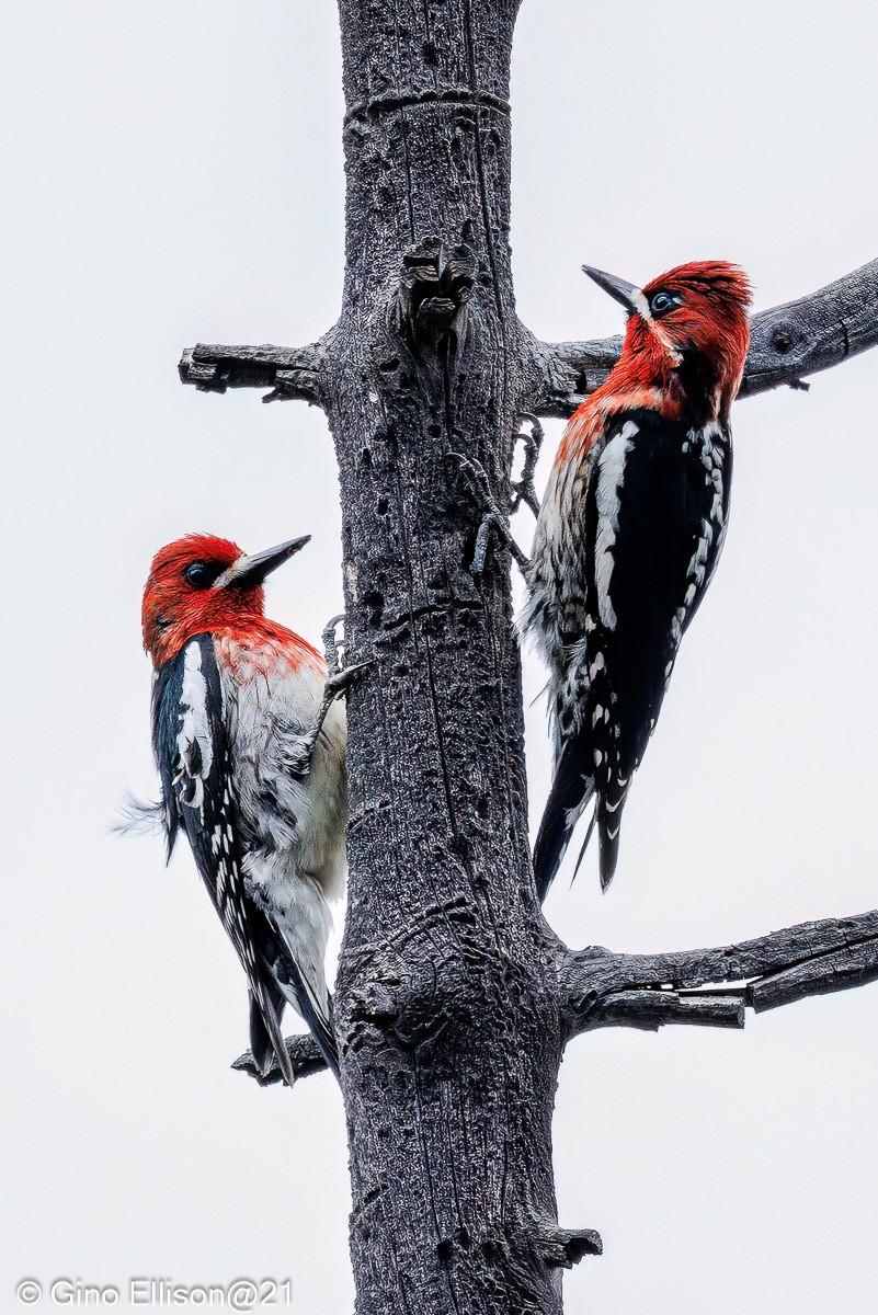 Red-breasted Sapsuckers.