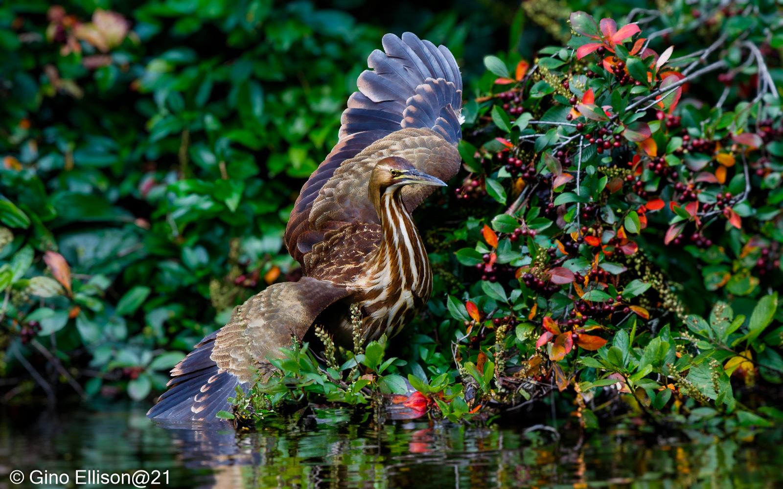 American Bittern