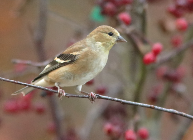Male goldfinch