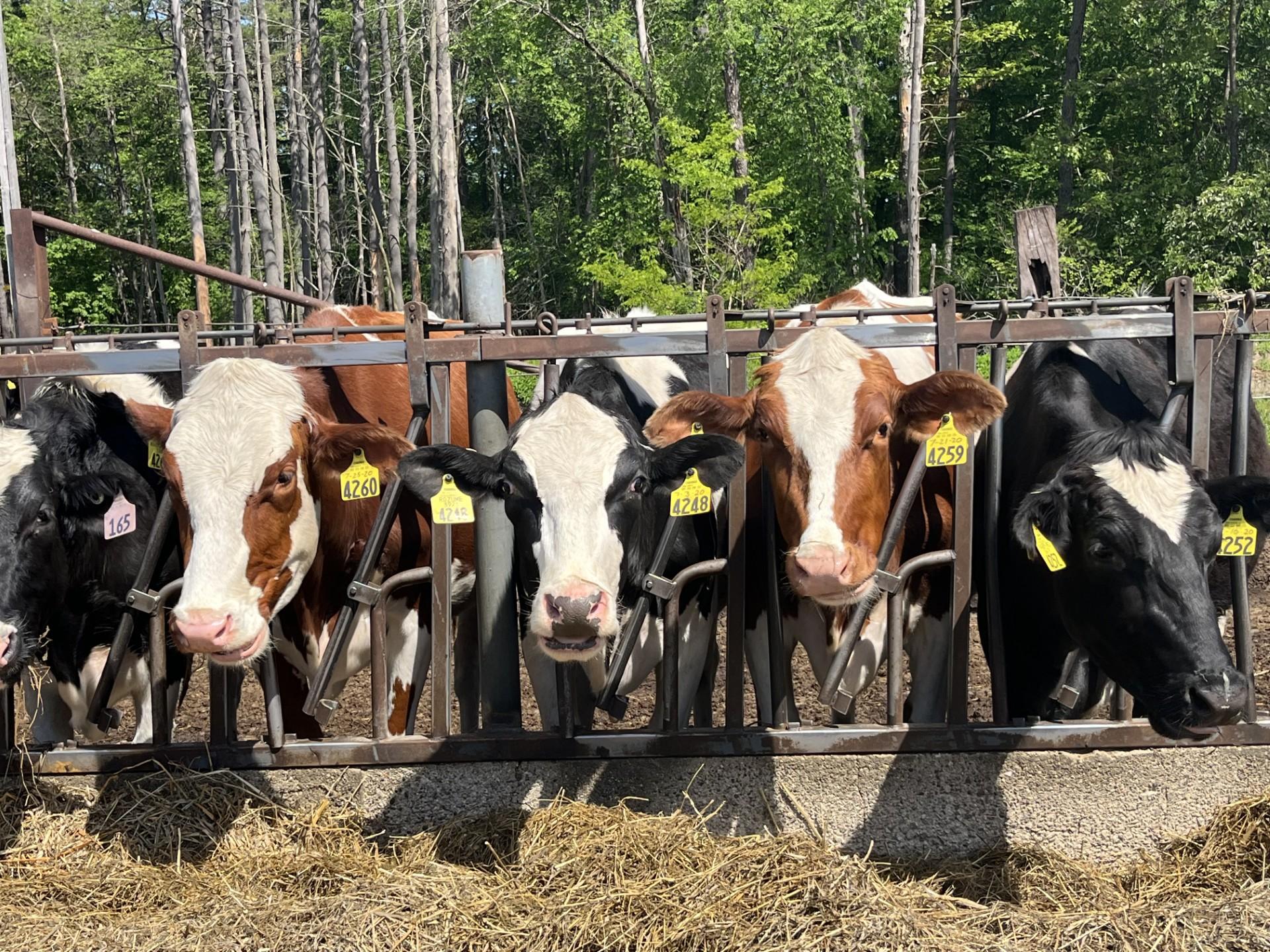 Morrill Farm cows
