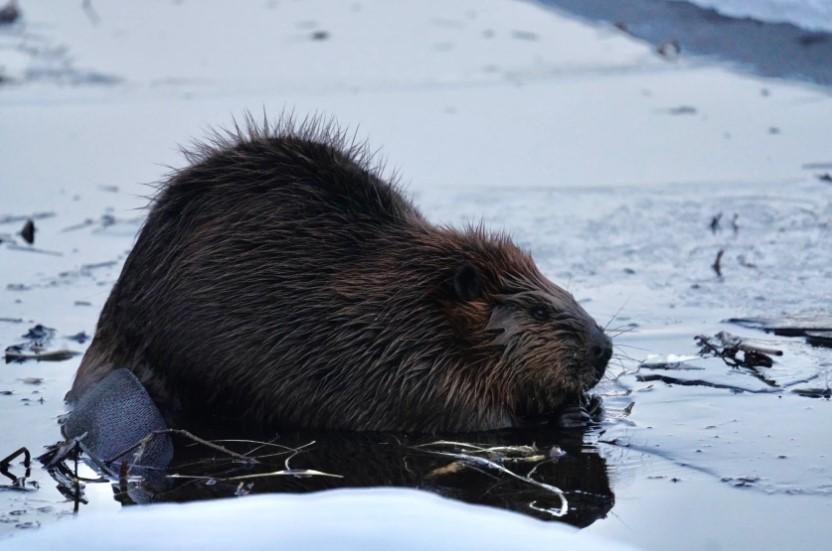 Beaver in winter