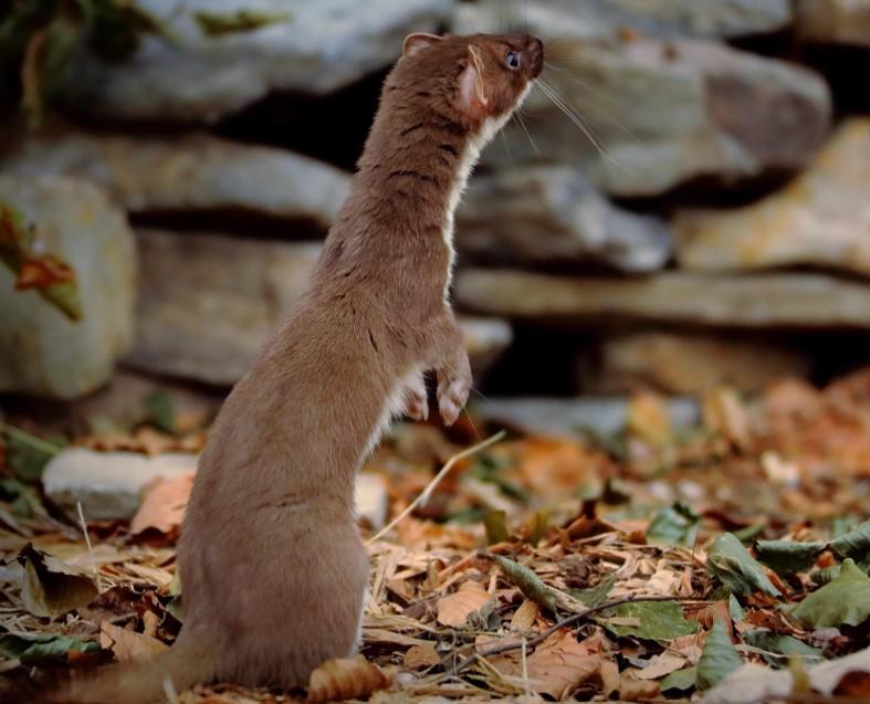 Weasel