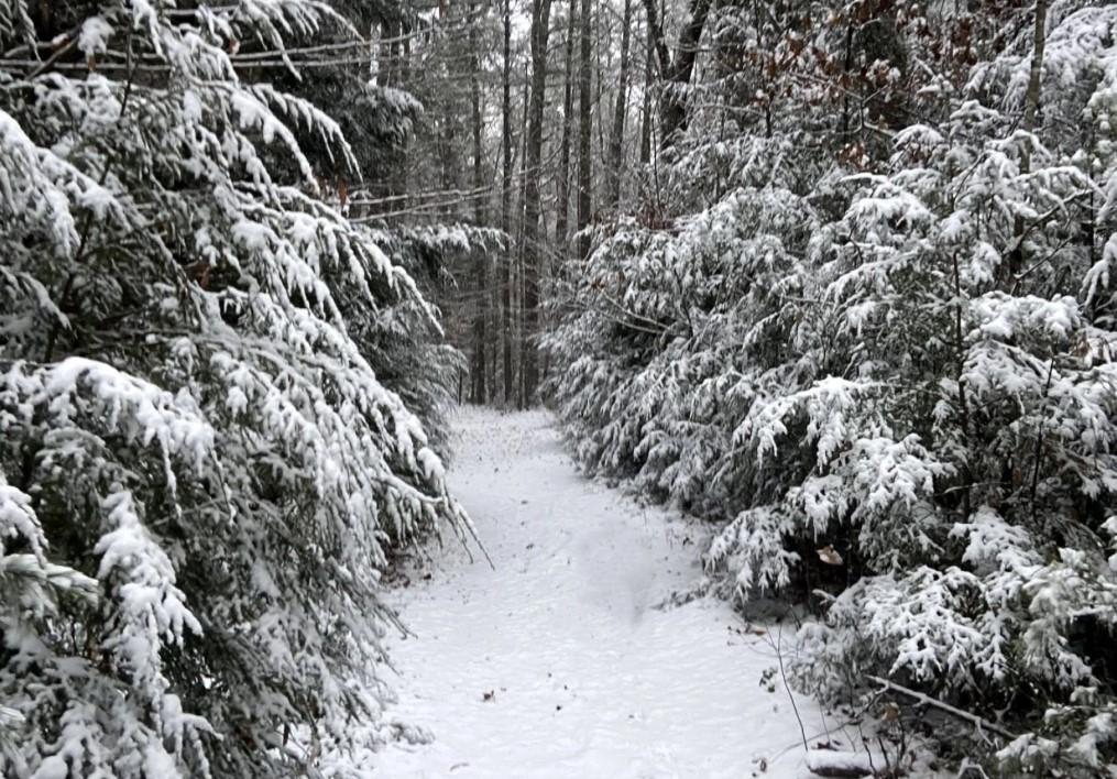 Winter conifers