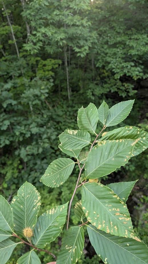 Beech leaf