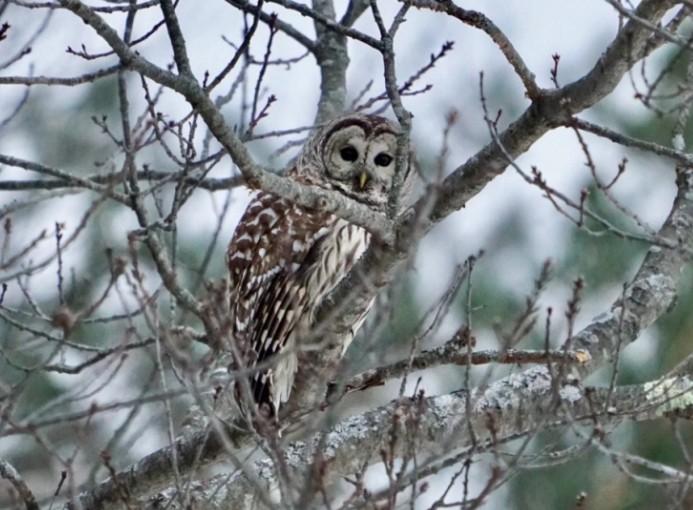 Owl