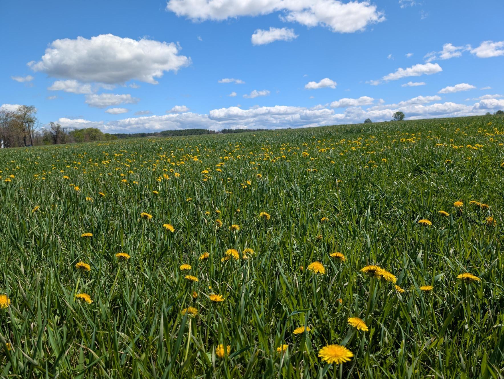 Boscawen Conservation Easement