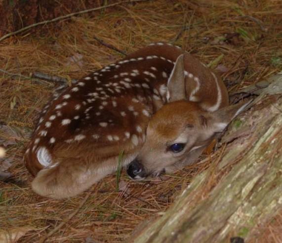 Fawn