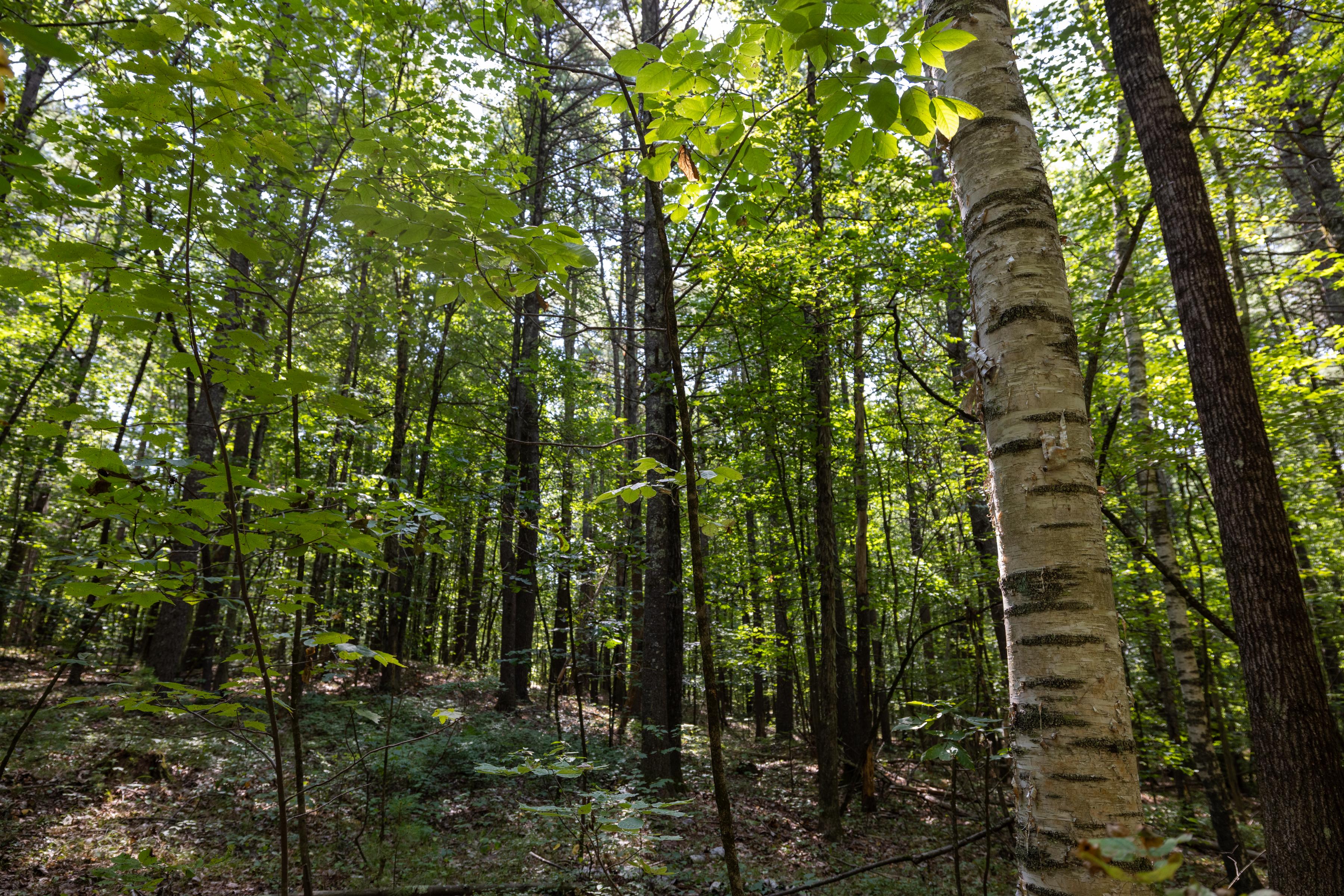 Trees