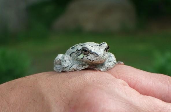 Gray tree frog
