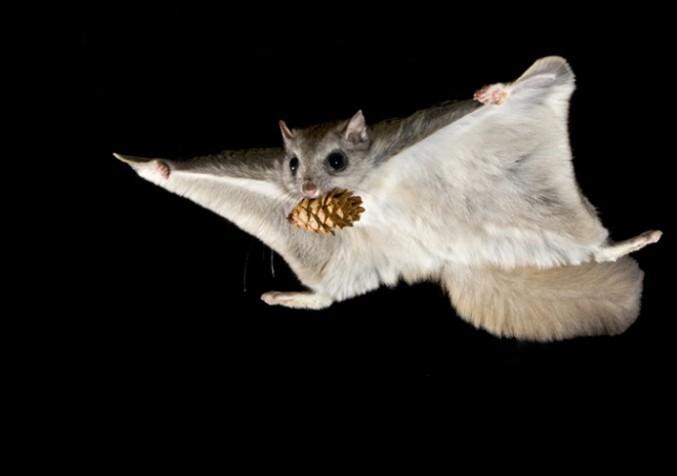 Flying squirrel