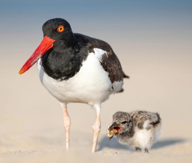 Oystercatcher bird