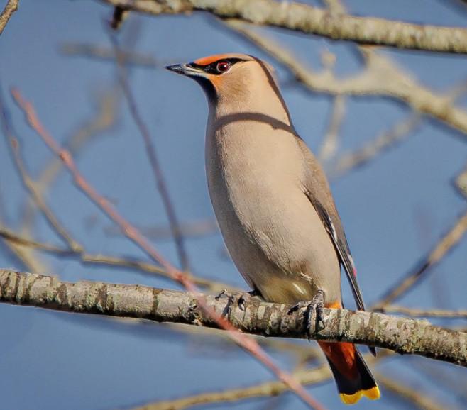 Bohemian waxwing