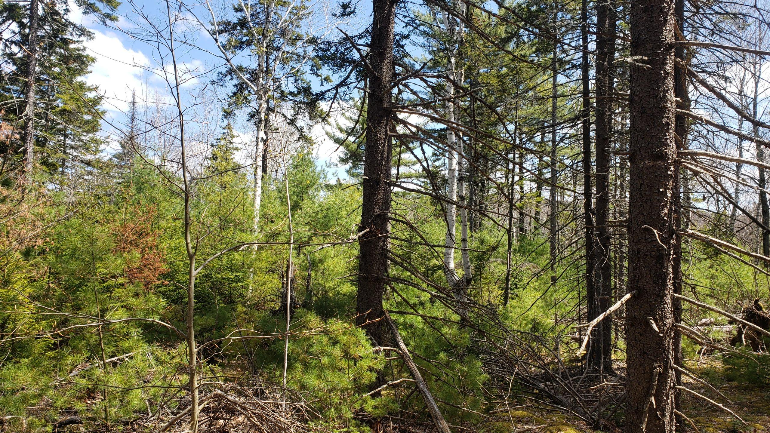 Young forest regrowing from a previous harvest
