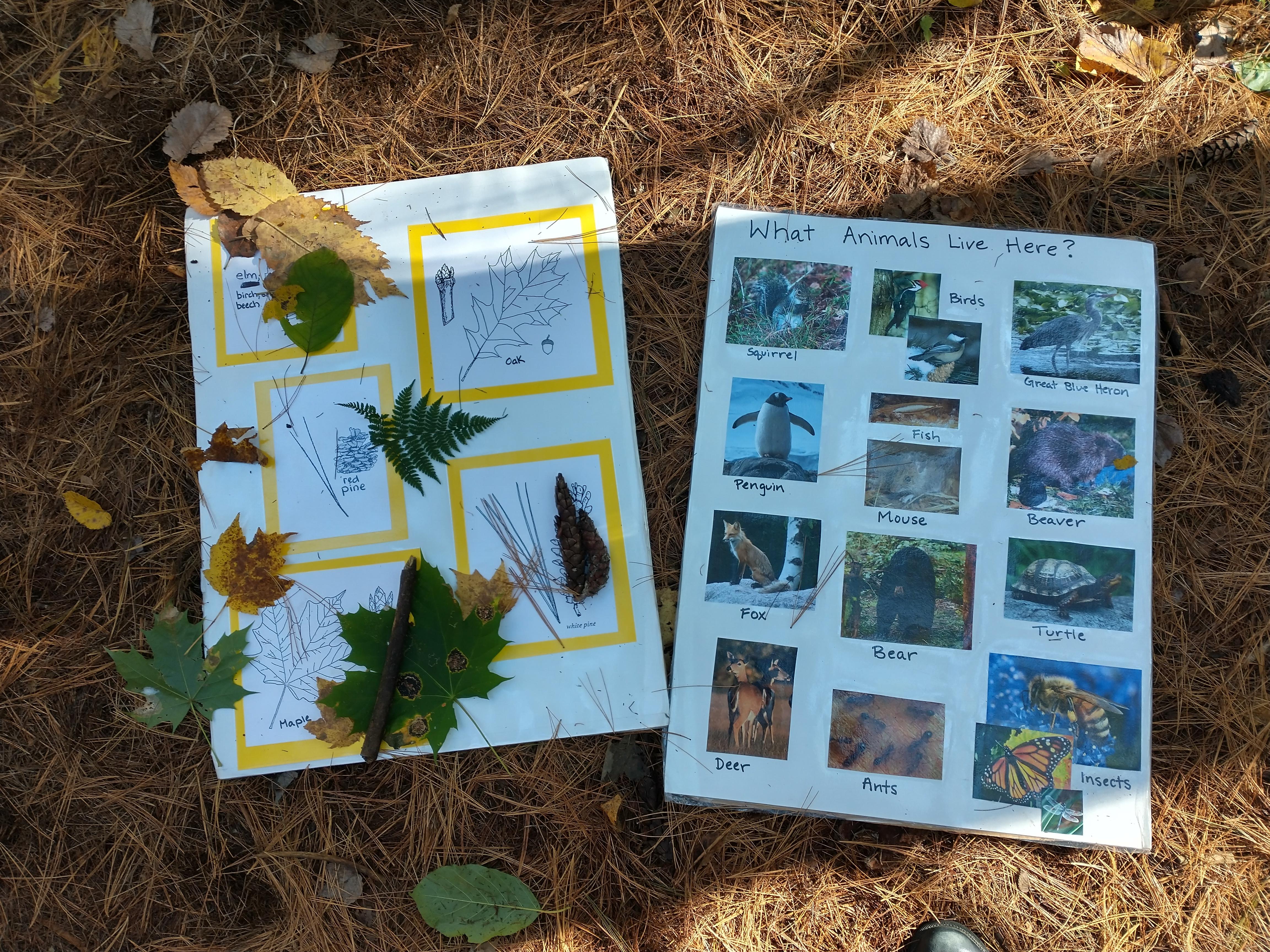 An identification board to match plants