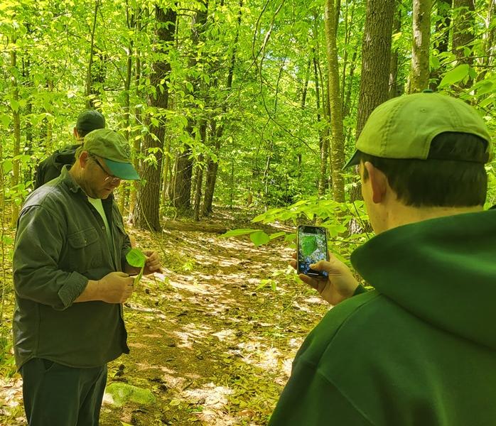 looking at beech leaf diseased leaves