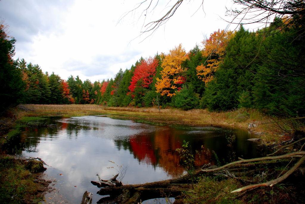Autumn foliage at Buxton Simons Preserve.