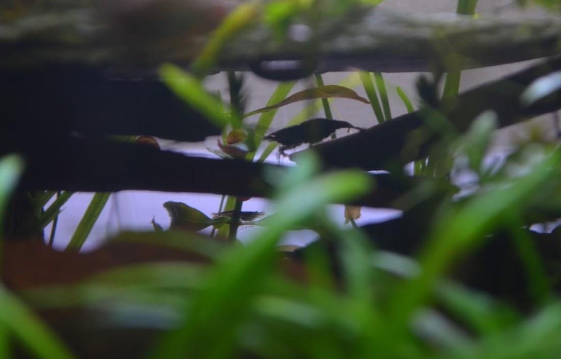 Two shrimp hiding under rocks